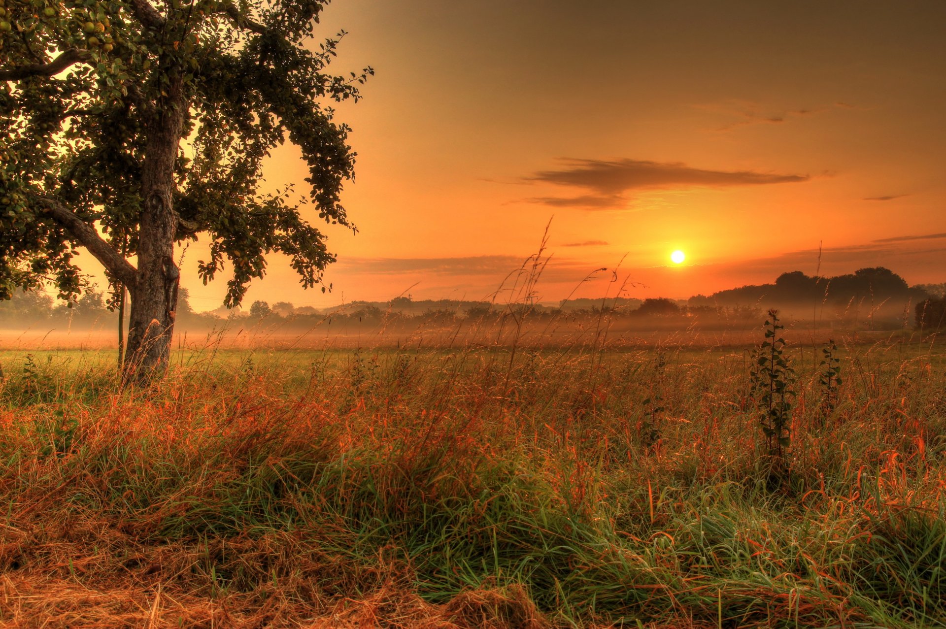 ky sun sunset herbs tree foliage germany
