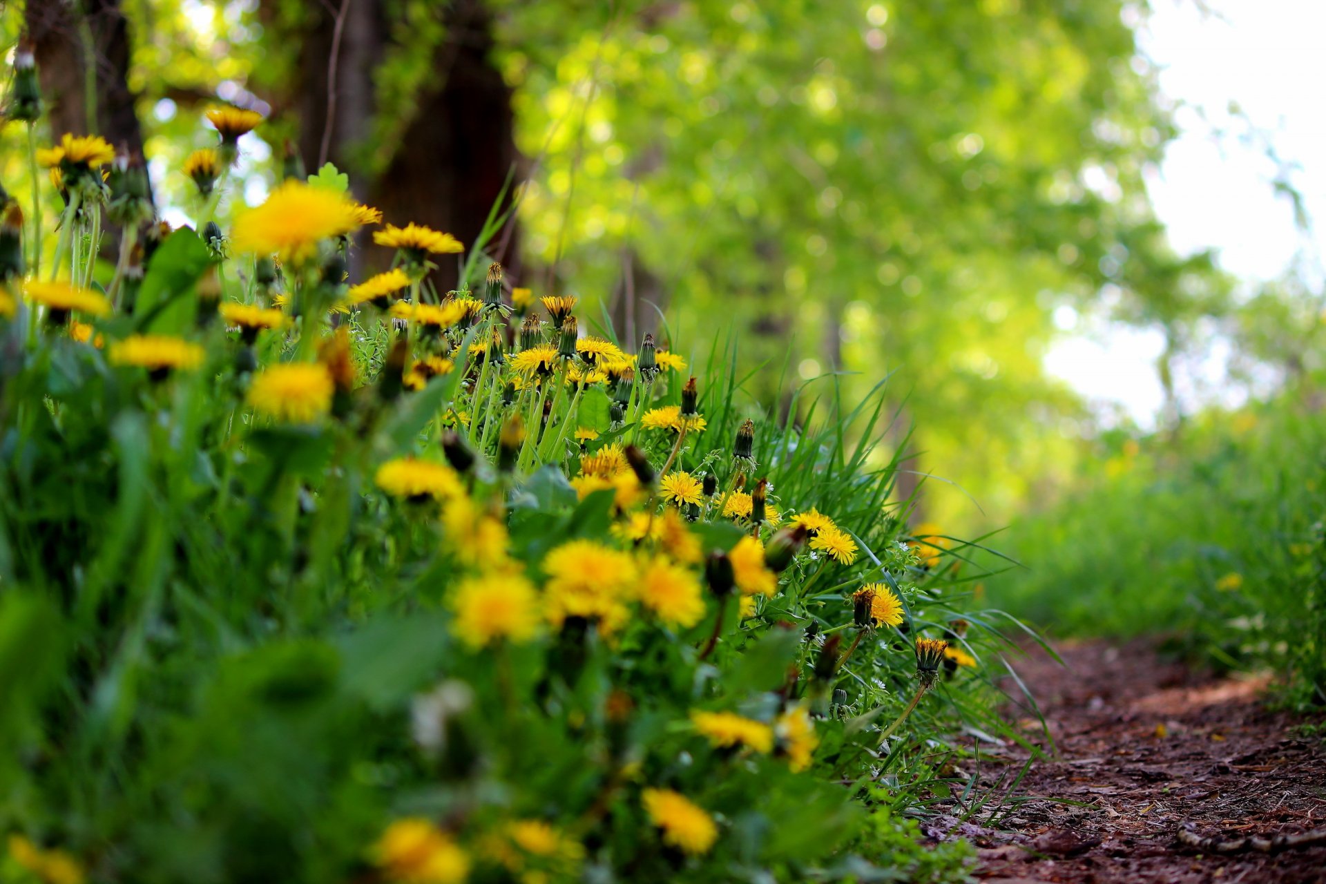 löwenzahn gras sommer natur