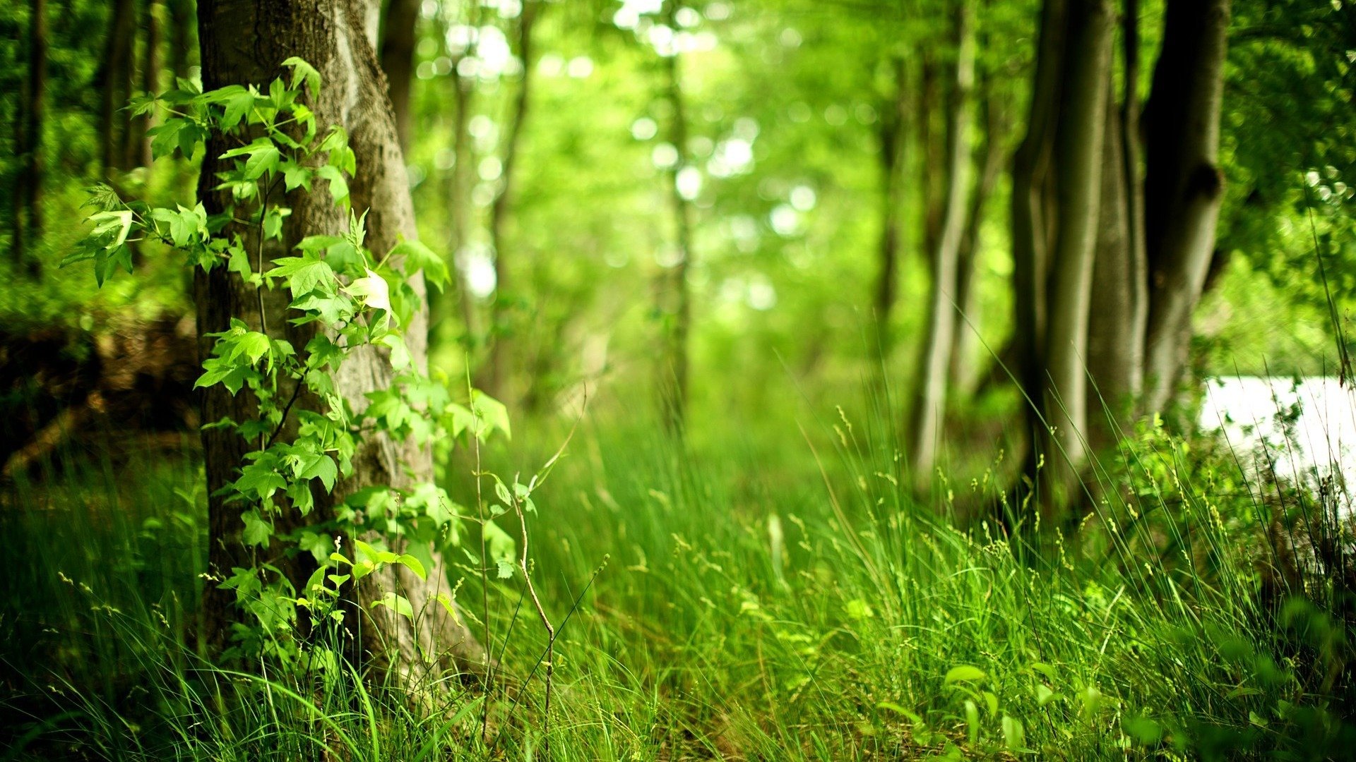 sommer wald gras natur