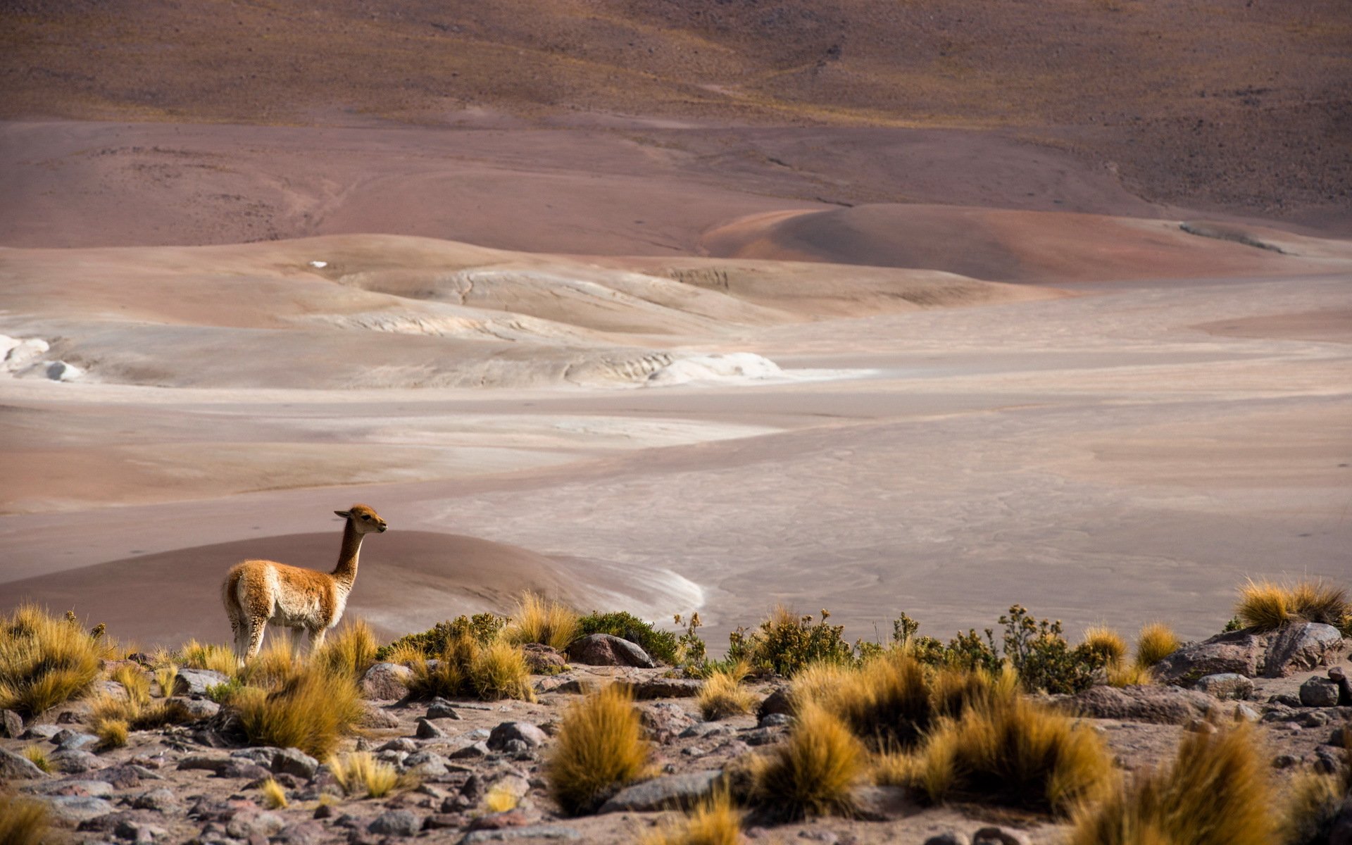 san pedro de atacama atacama chile antofagasta altiplano