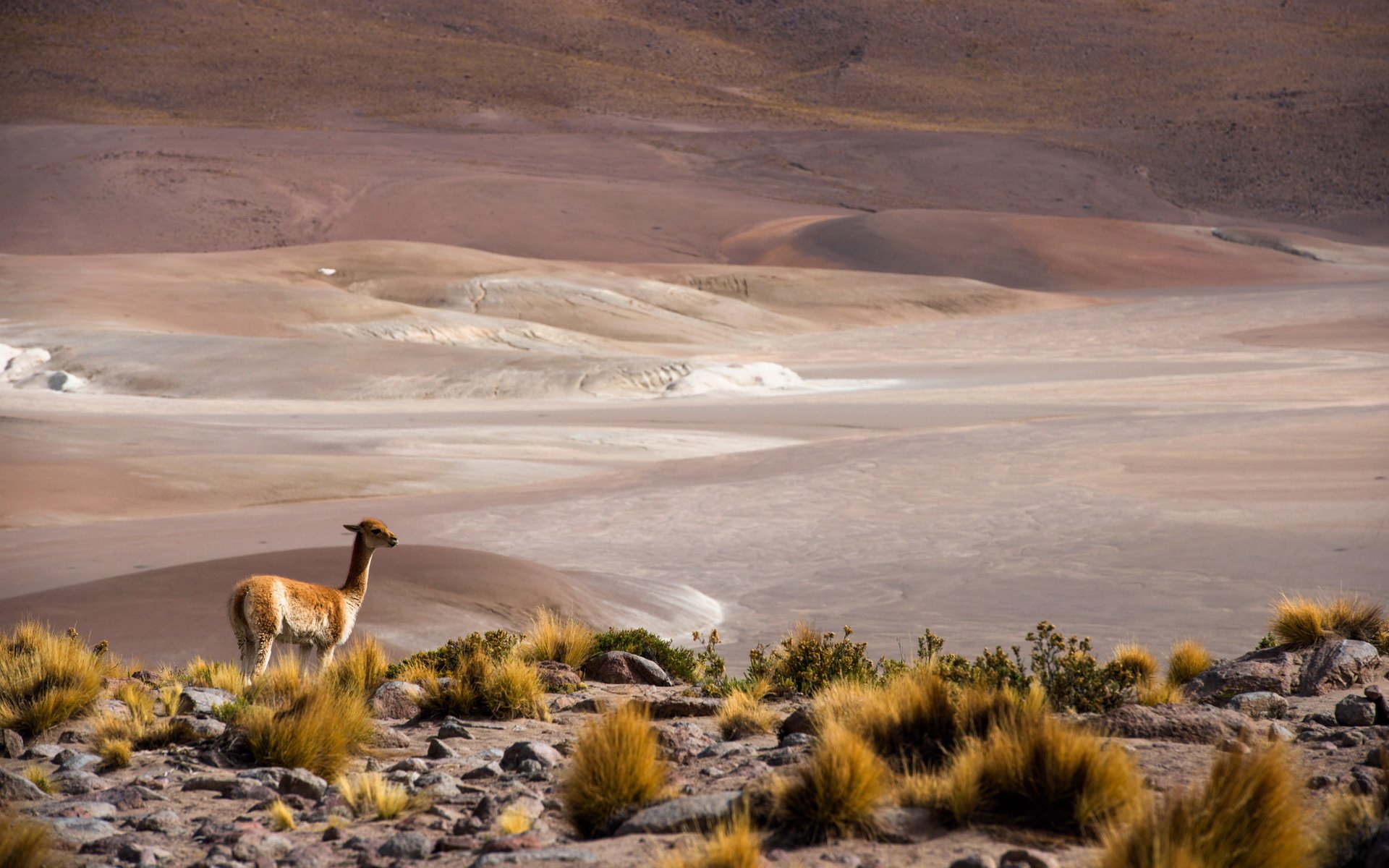 san pedro de atacama atacama chili antofagasta altiplano