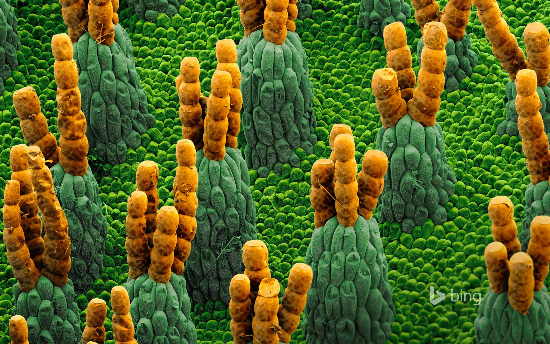 alvinia wasserfarn salvinia wasserfarn mikrofotografie