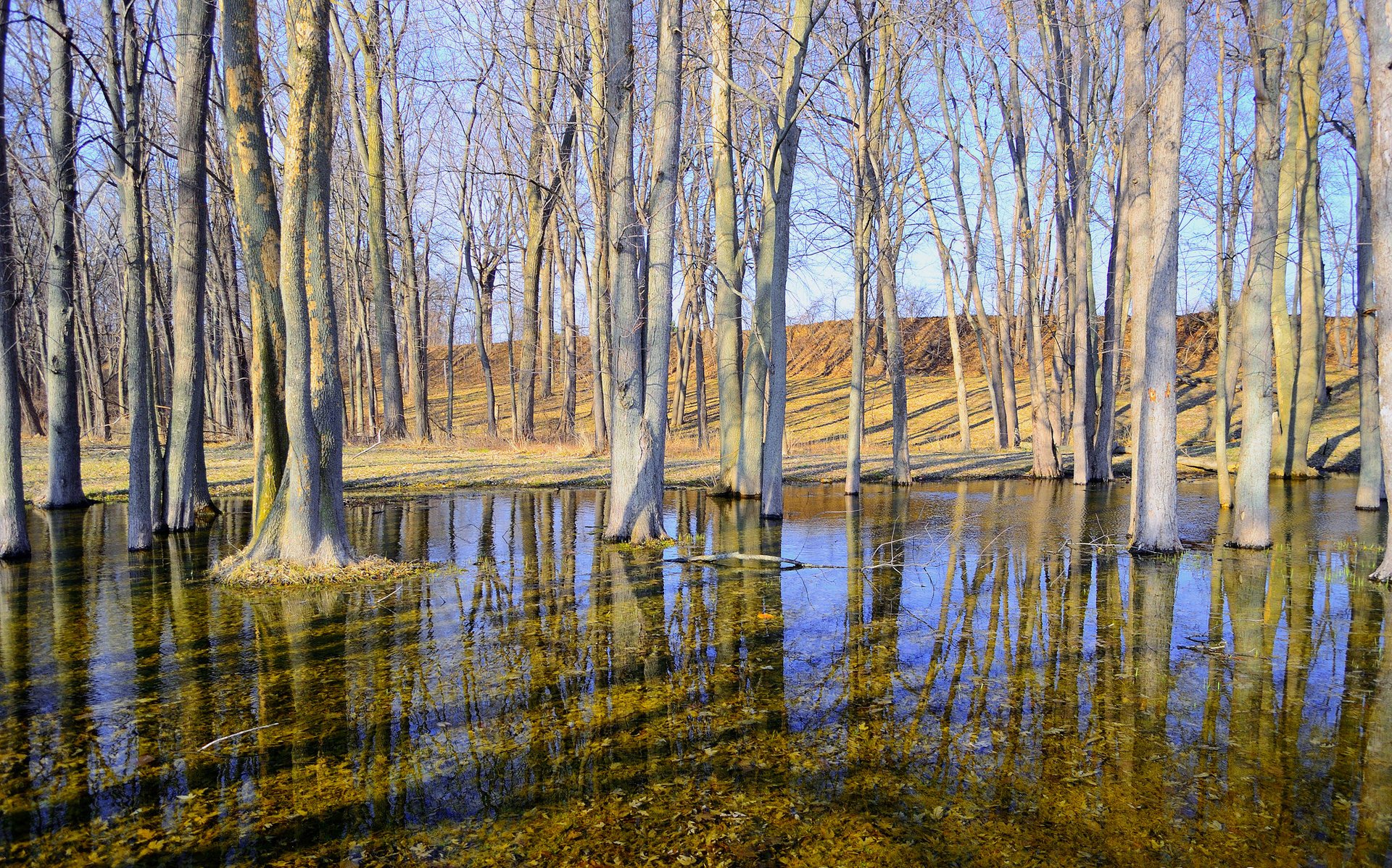 bäume frühling wasser himmel hügel