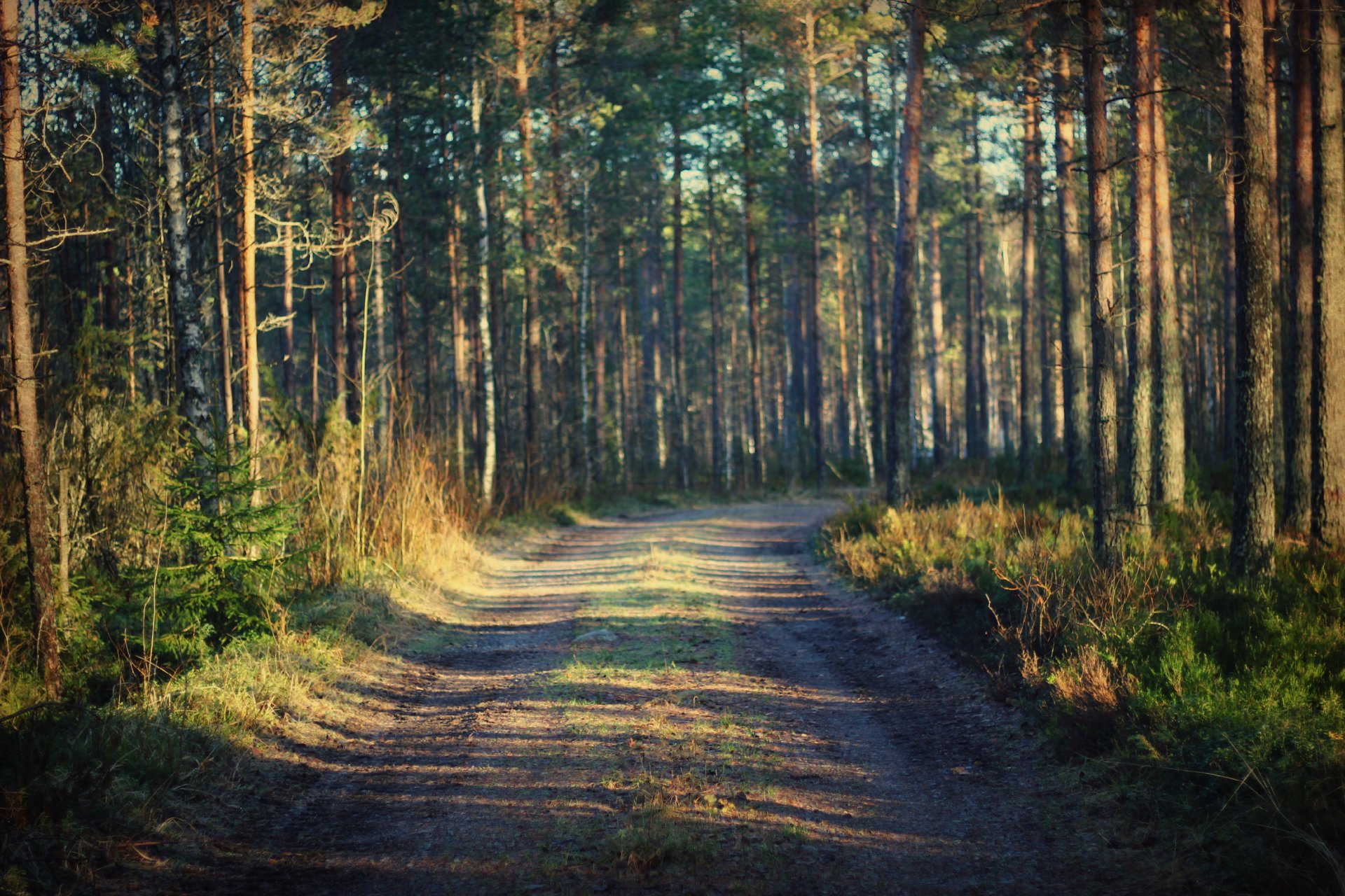 bosque camino hierba