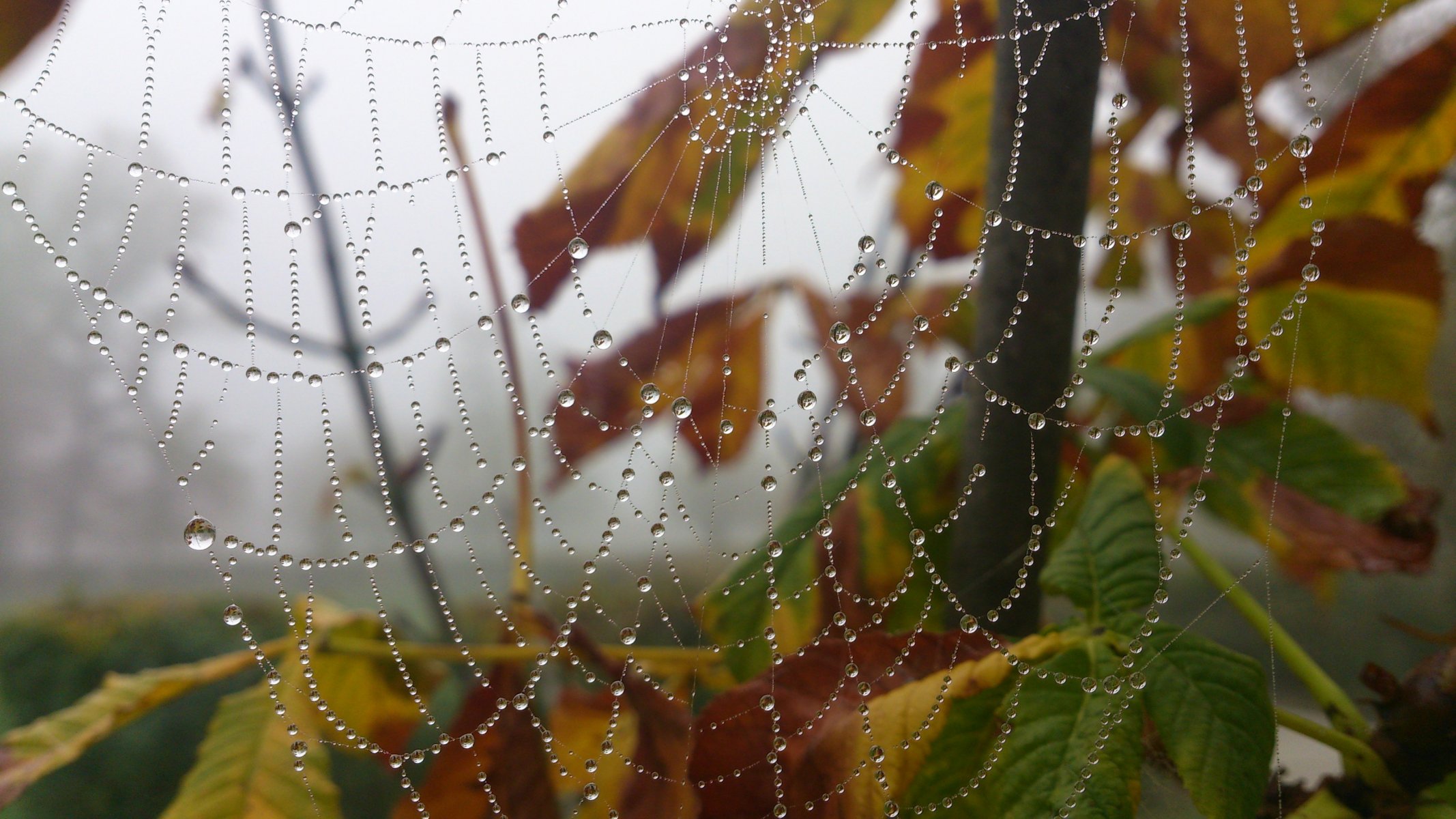 spinnennetz tropfen tau makro