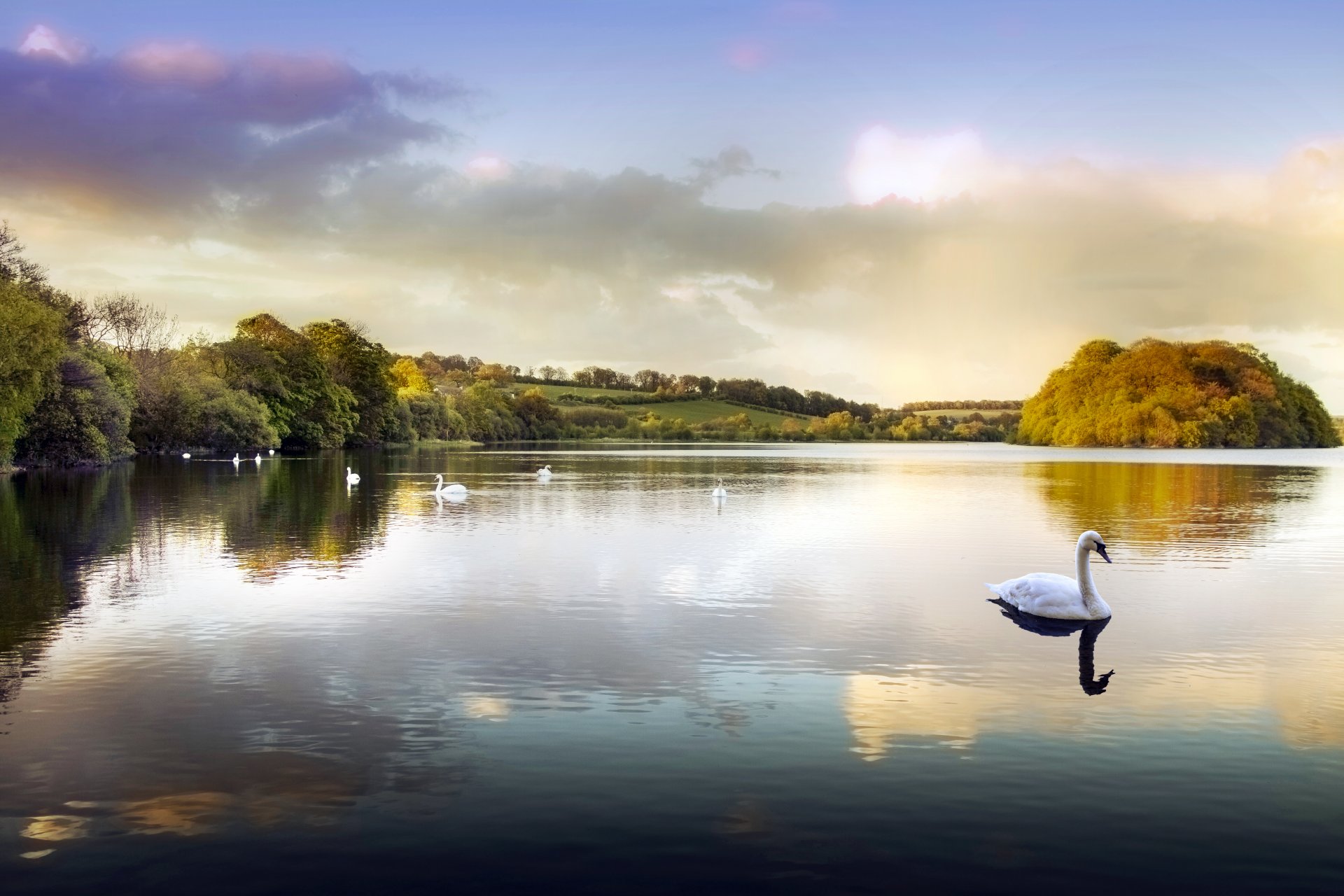 pond lake park water swan