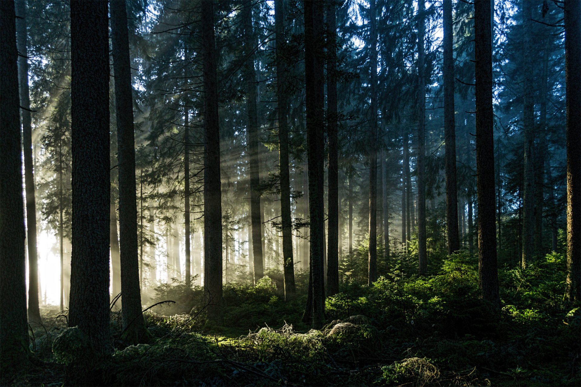forêt rayons arbres