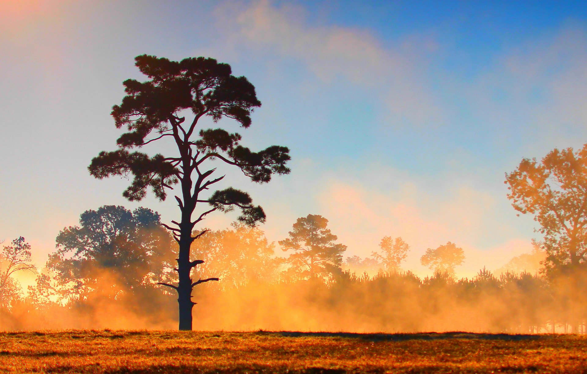 cielo nuvole foresta albero campo nebbia