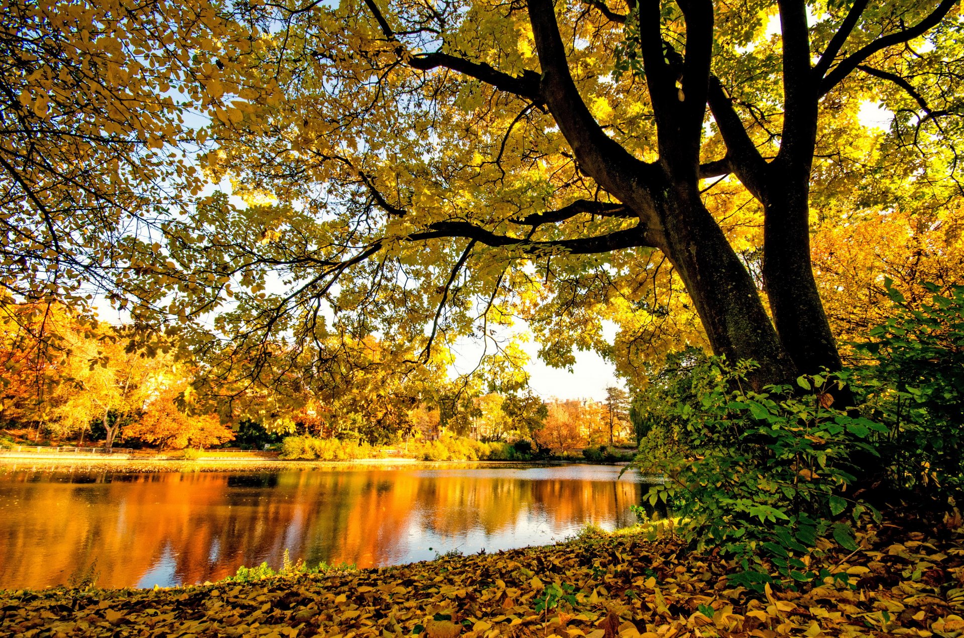 foresta fiume alberi rami fogliame giallo autunno