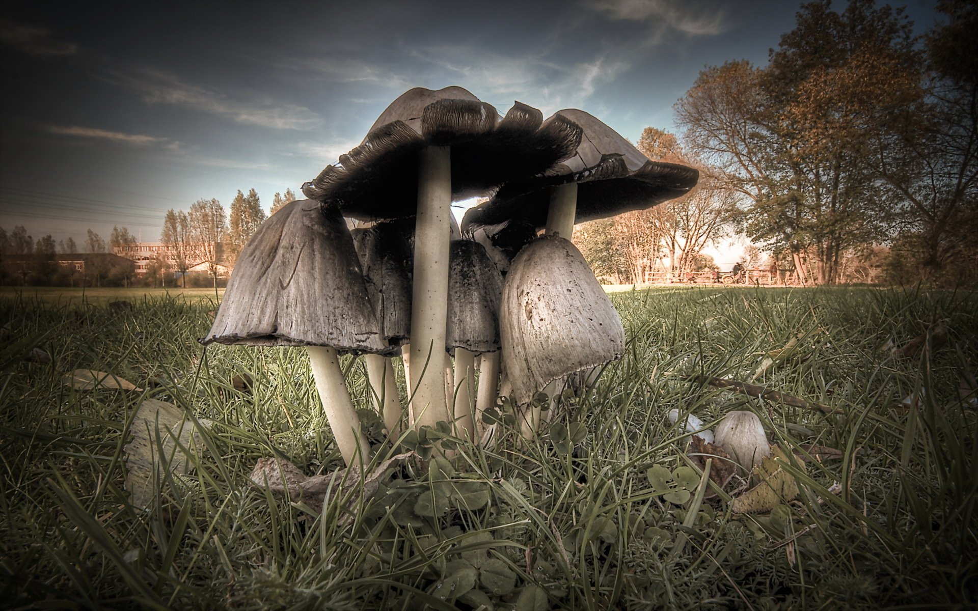 setas macro naturaleza