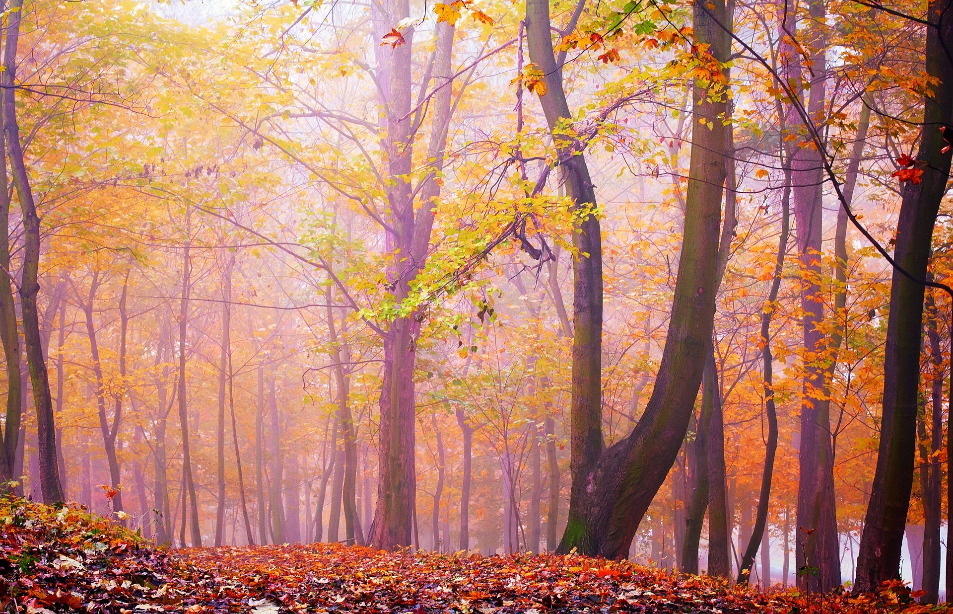 foresta alberi nebbia foglie autunno