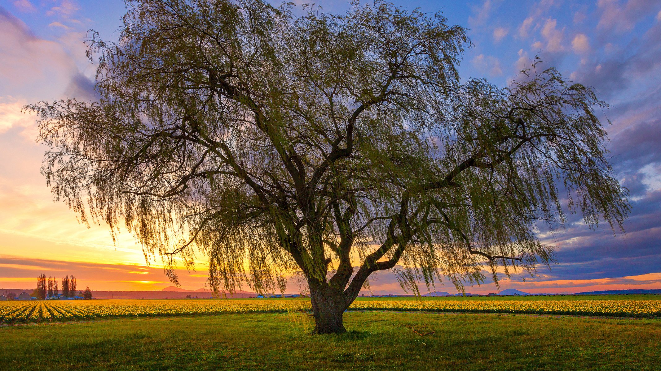 ky clouds sunset the field flower tree landscape