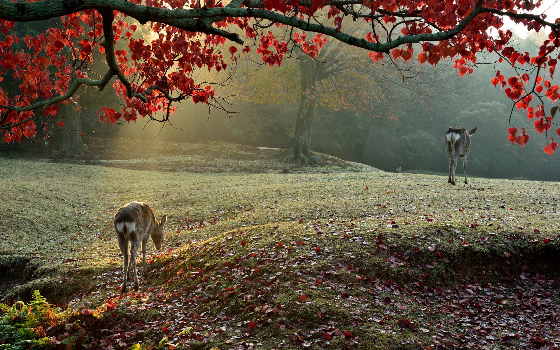 natura rano światło jeleń sika
