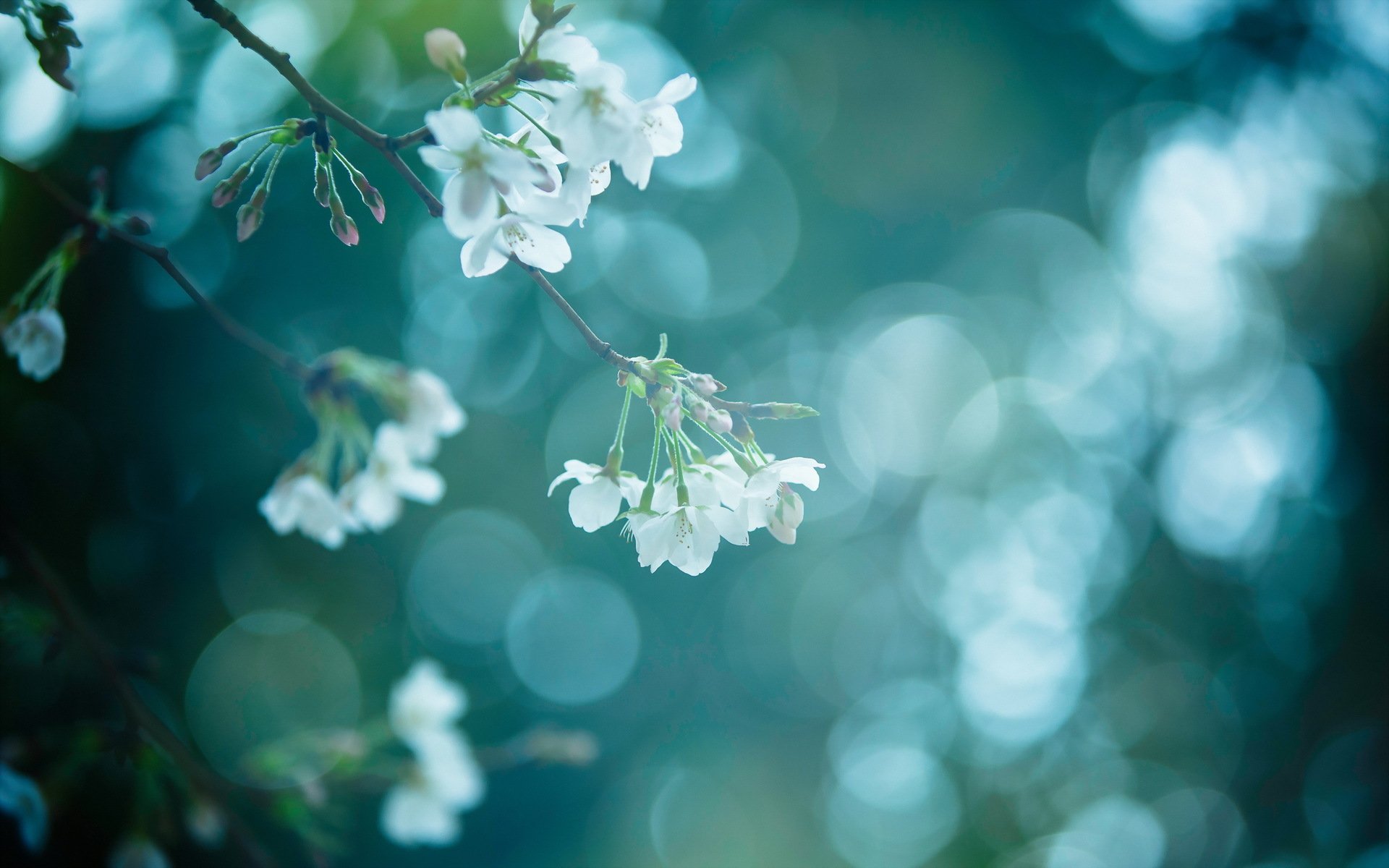 ramo natura primavera