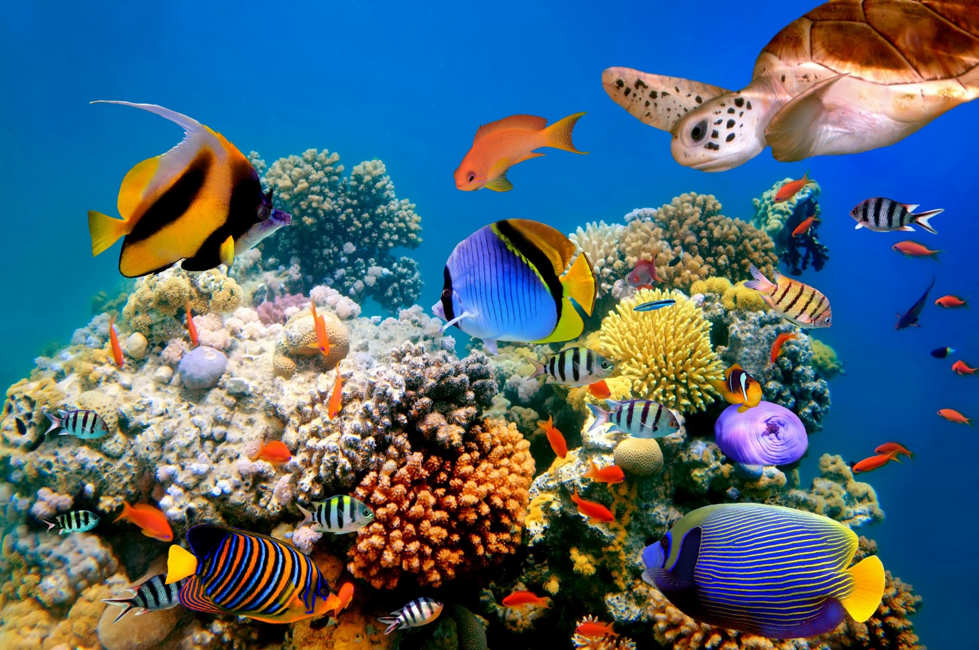 nature fond marin poissons tortue poisson