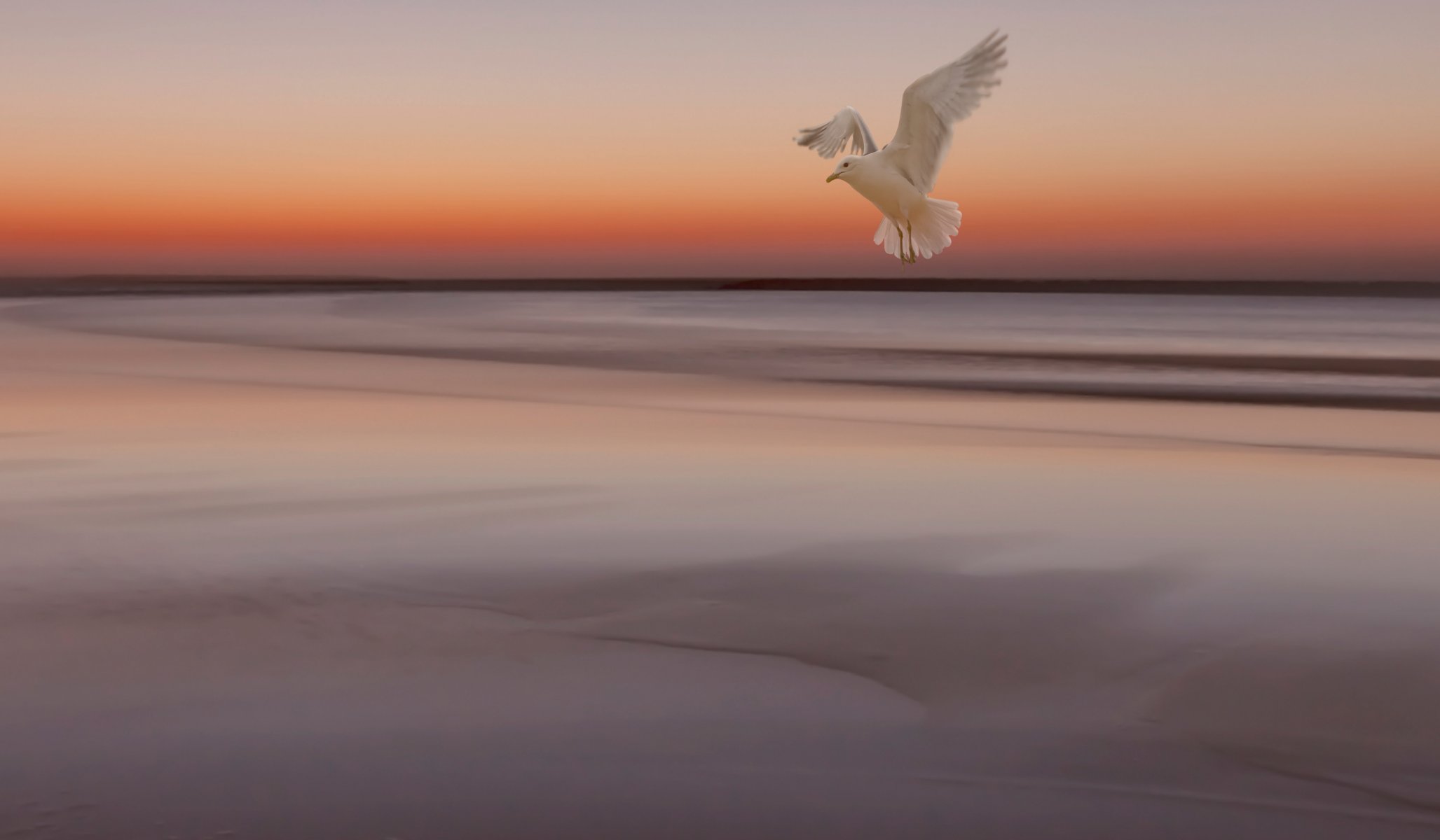 ky sunset sea tide poultry seagull
