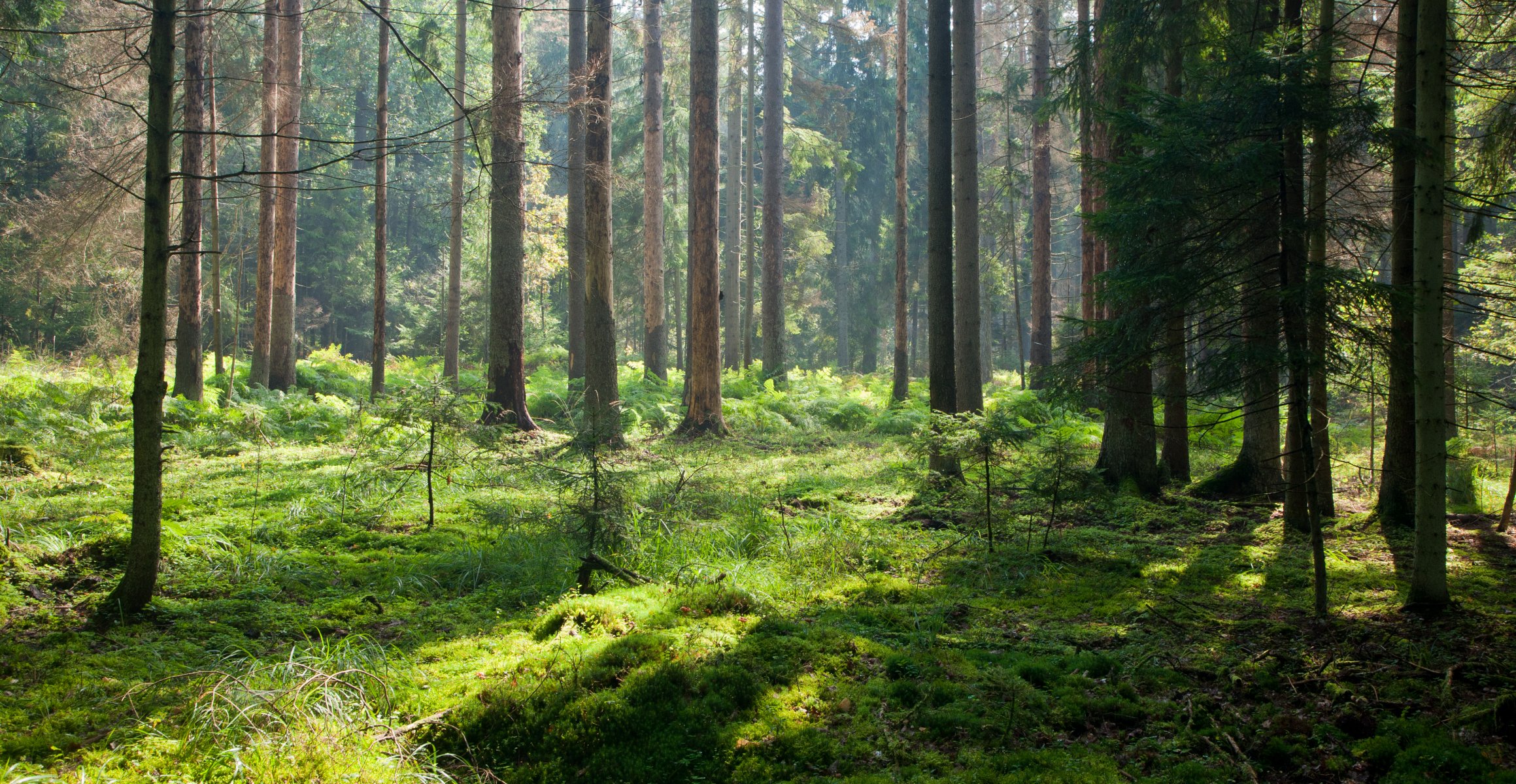 wald licht natur