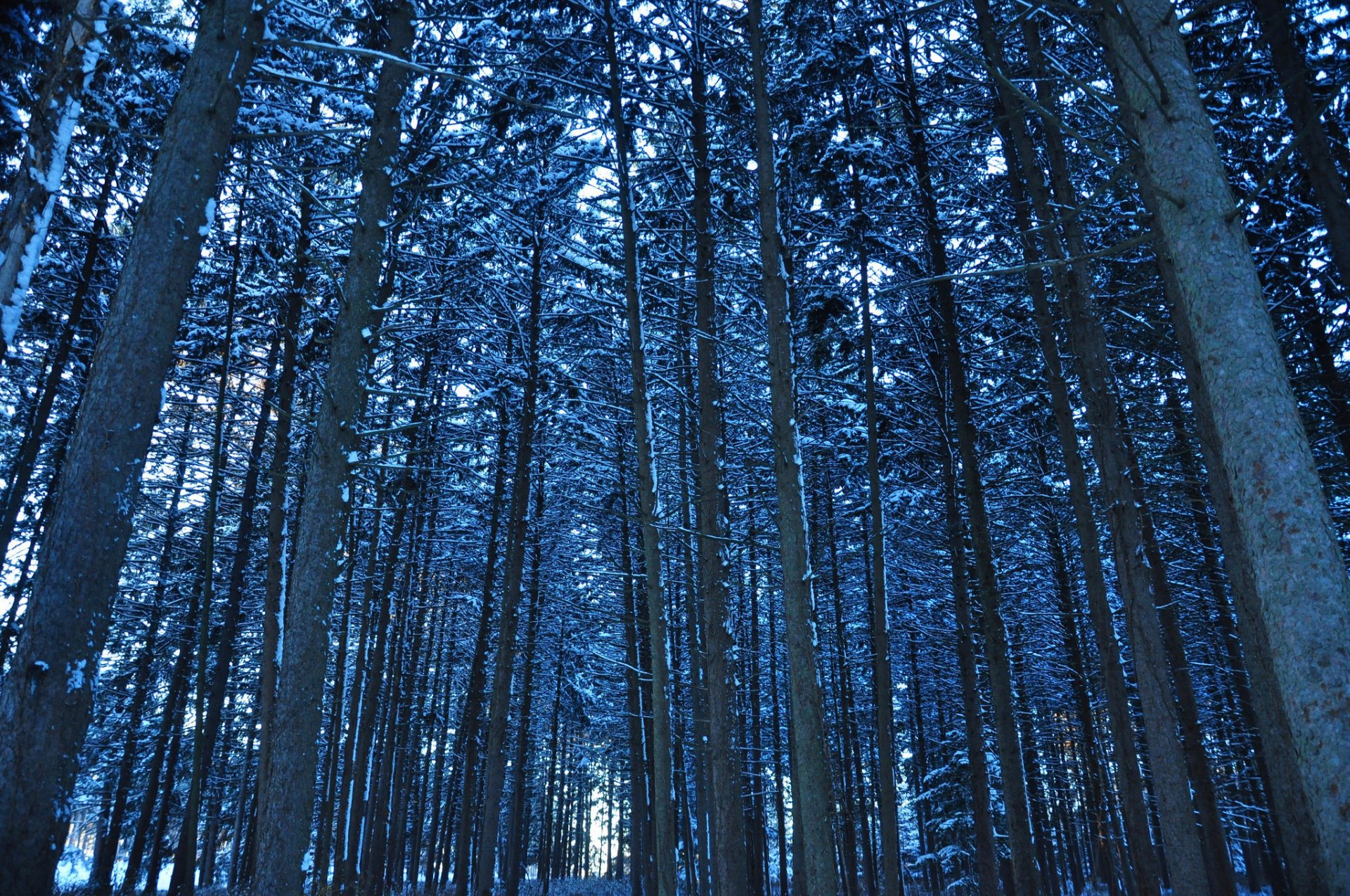 forêt arbres tronc hiver neige