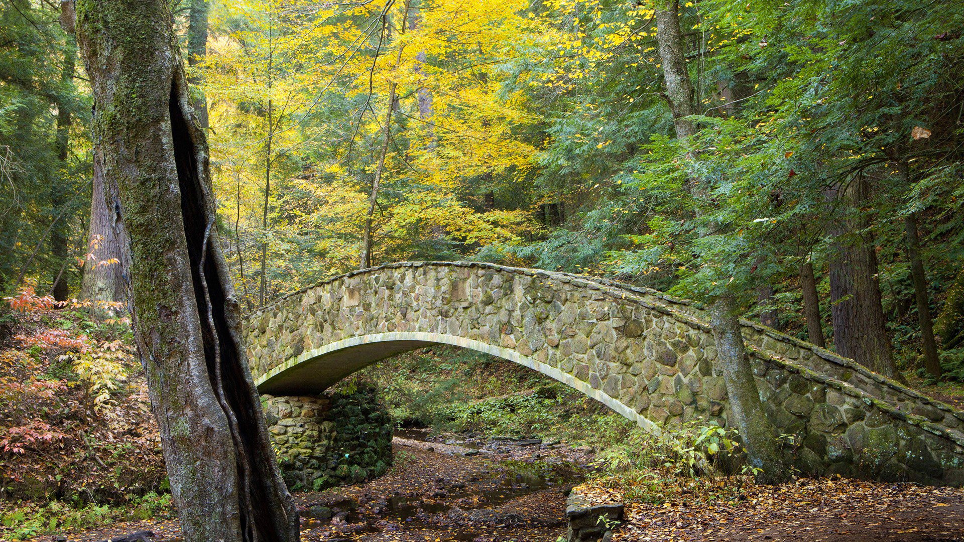 wald bäume park bach brücke herbst blätter landschaft