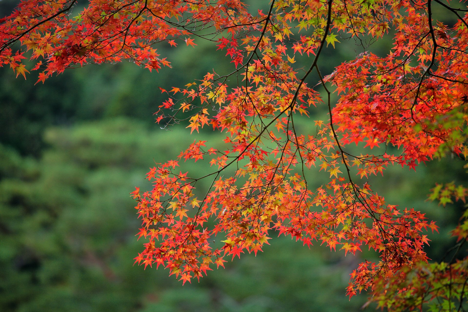 branch leaves maple autumn