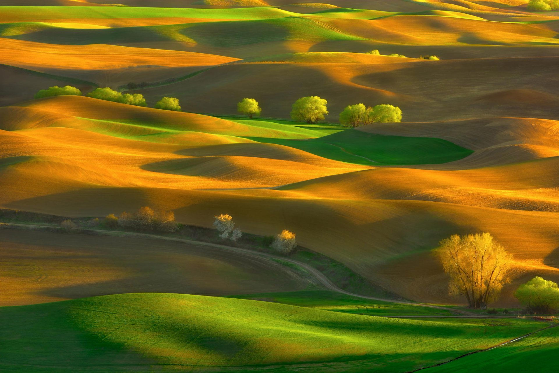 united states state washington steptoe butte state park spring may hills tree of the field rug