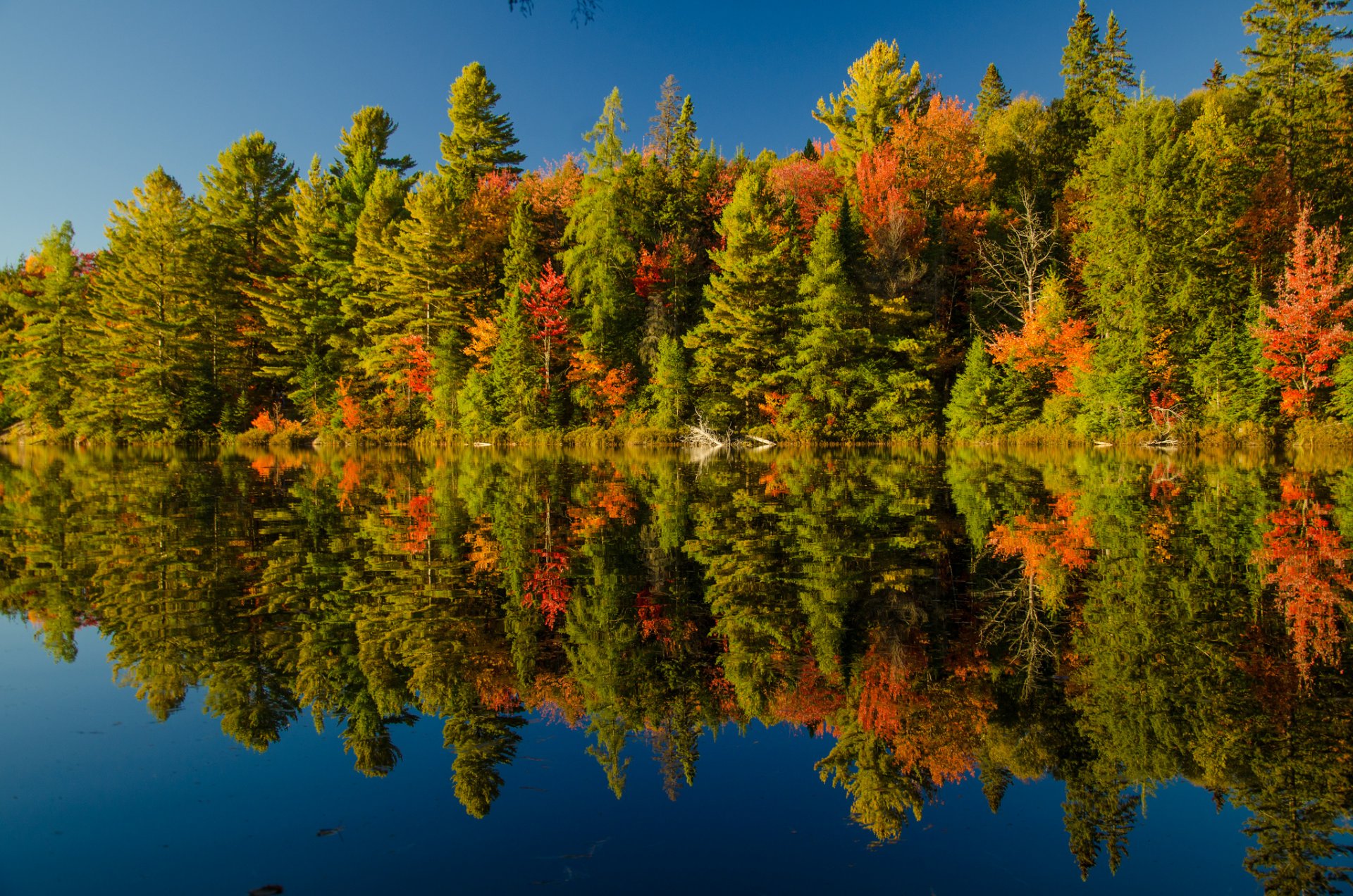 cielo río bosque otoño