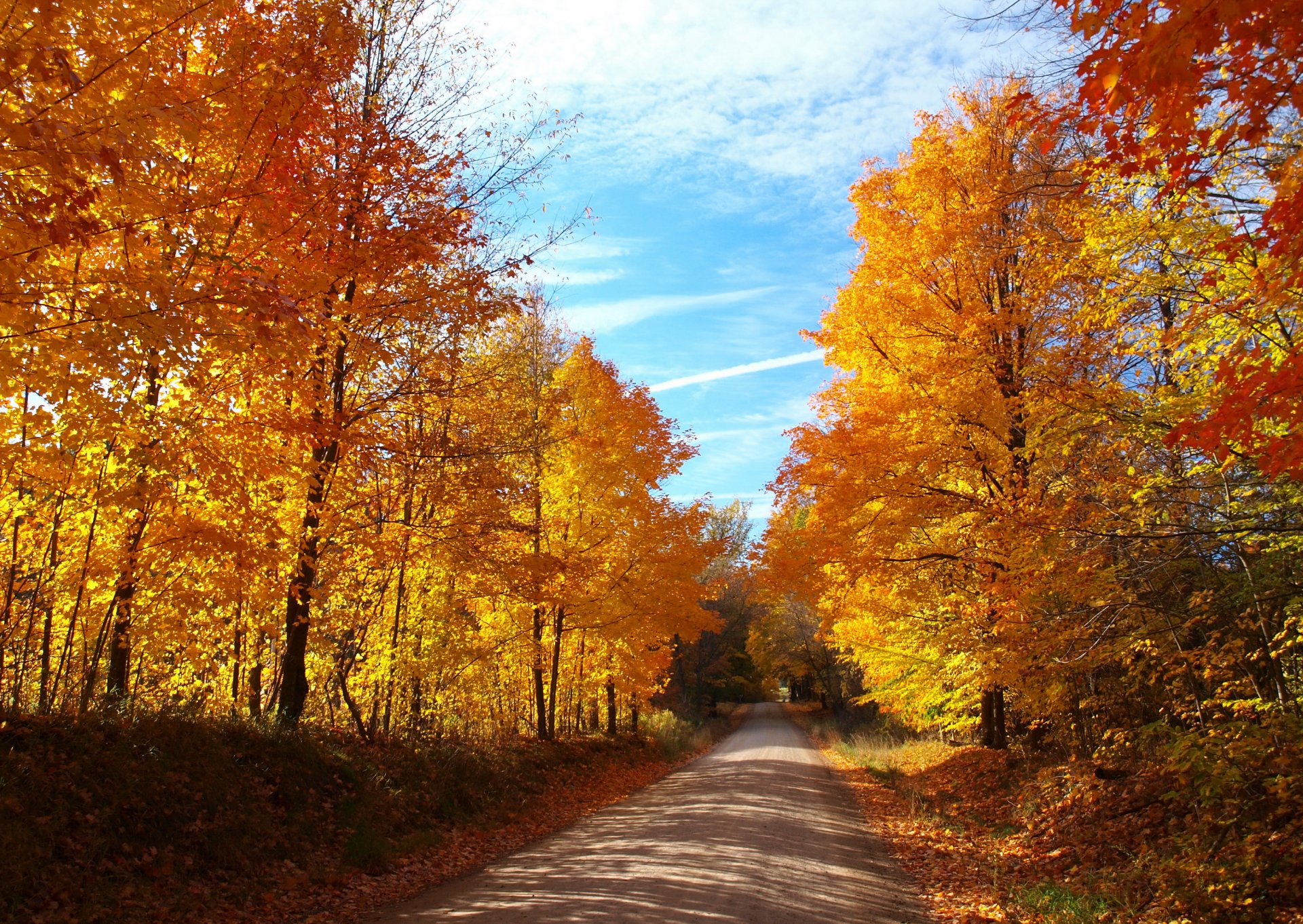 autumn forest tree leaves yellow road sky blue sun