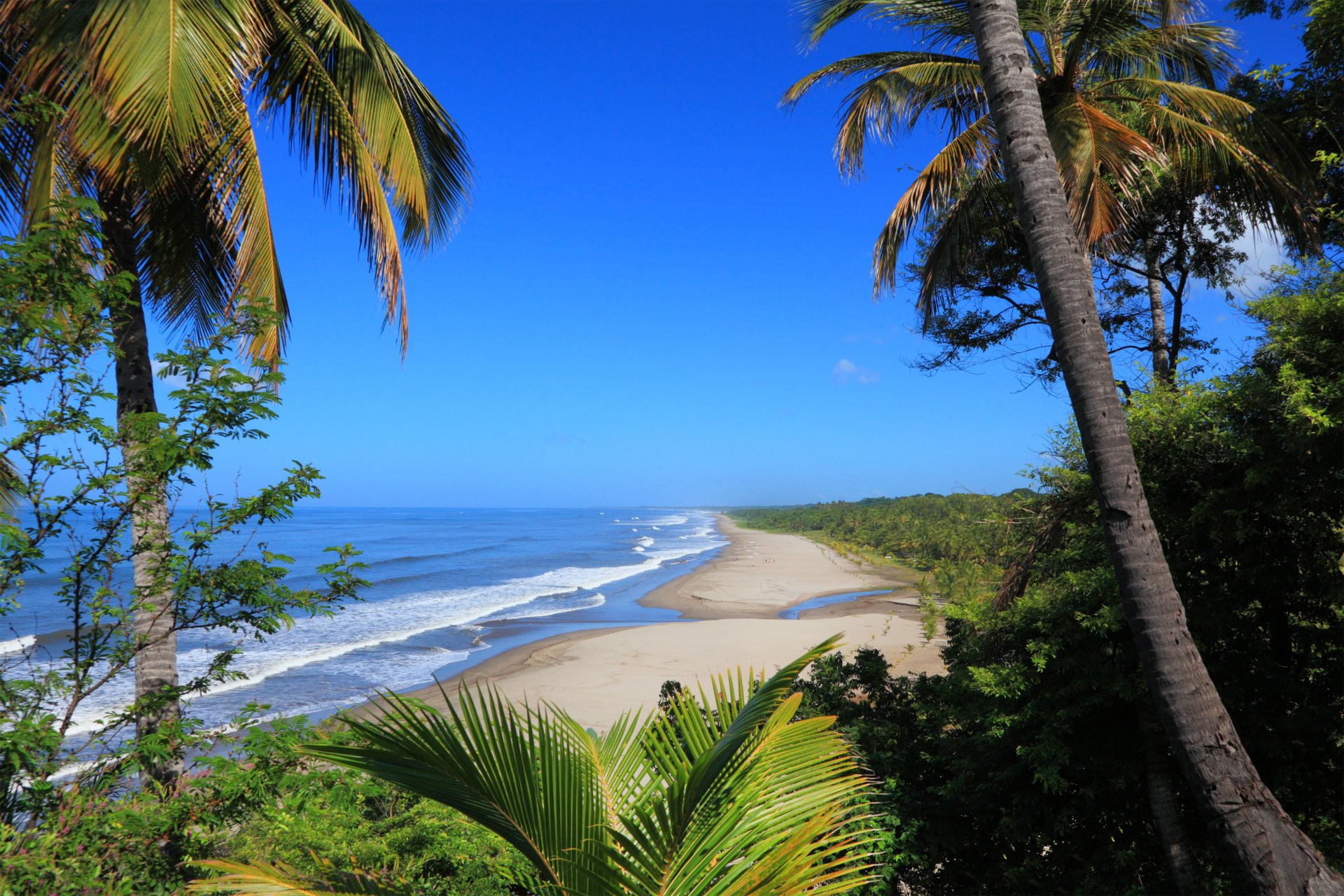 tropico mare onde palme arbusti