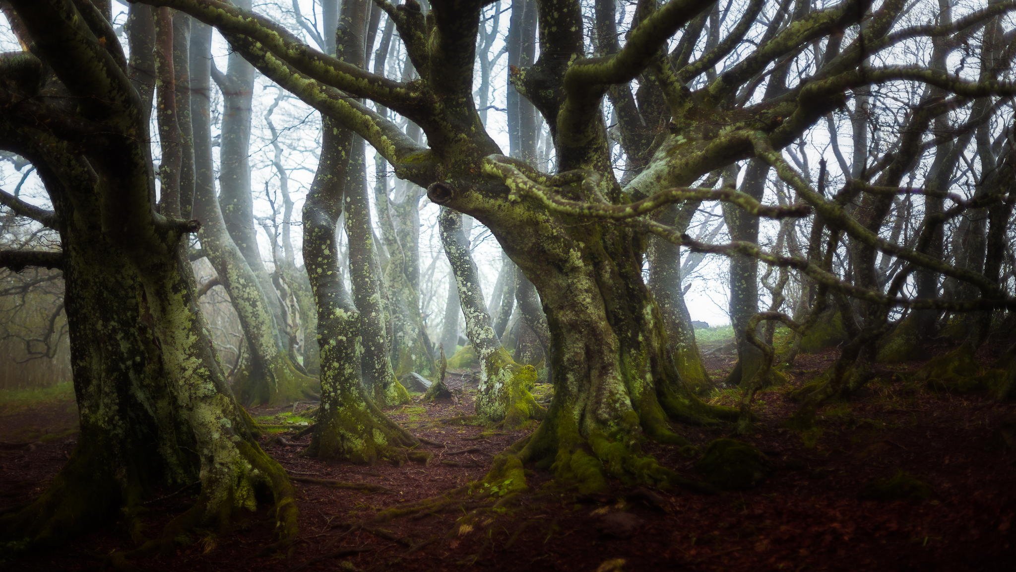 francja las drzewa gałęzie mech natura
