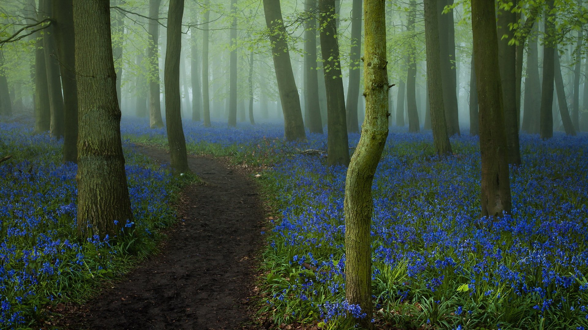 forest road flower
