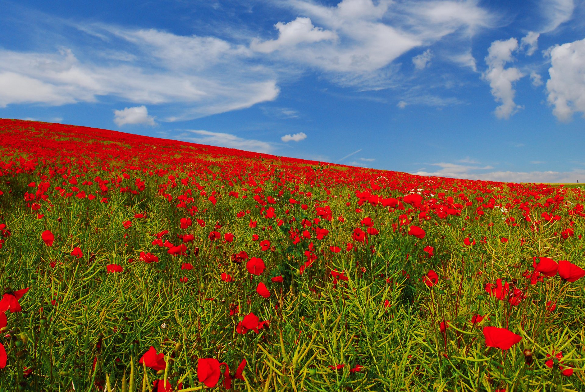 ky the field meadow poppies flower