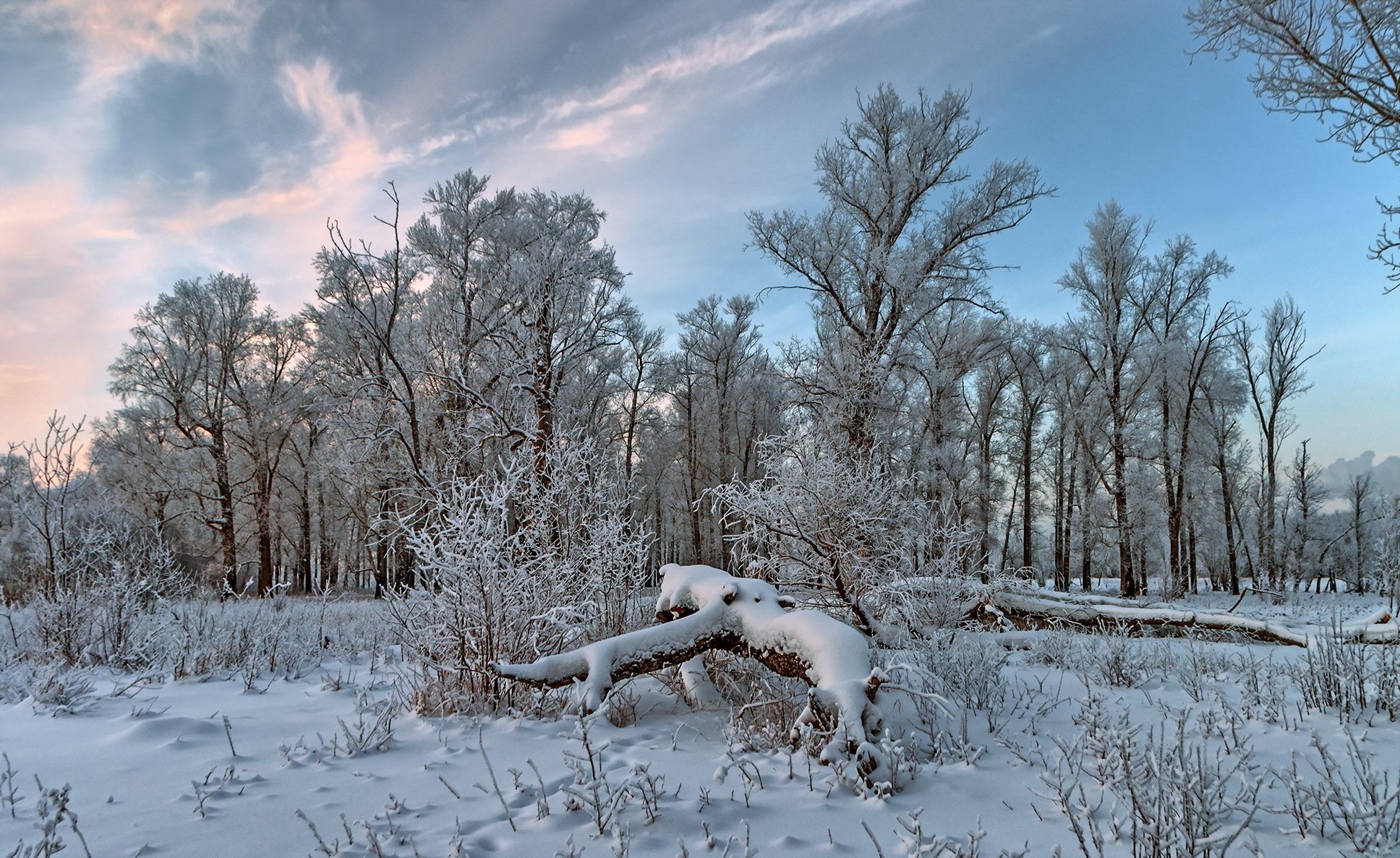 winter forest snow