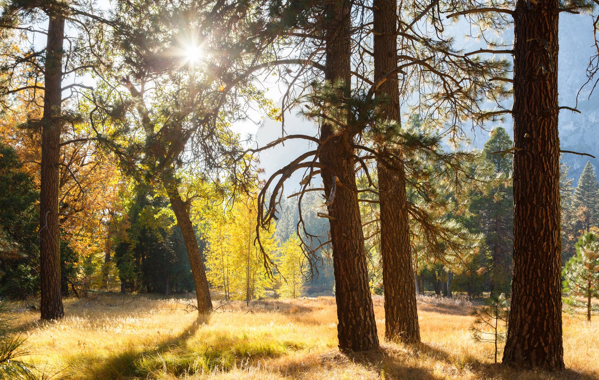 yosemite national park california united states forest tree rays light sun