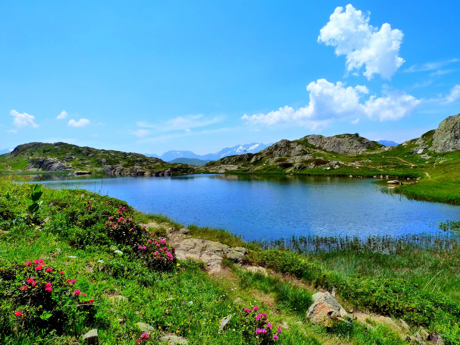 ky mountain lake flower