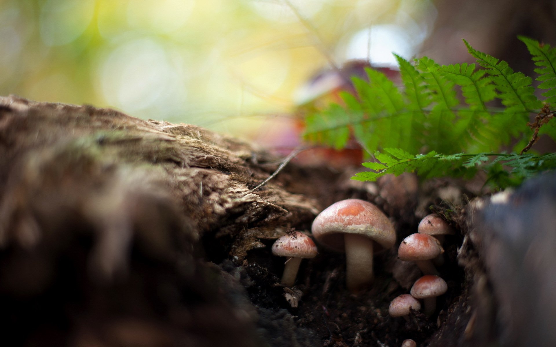 setas bosque naturaleza
