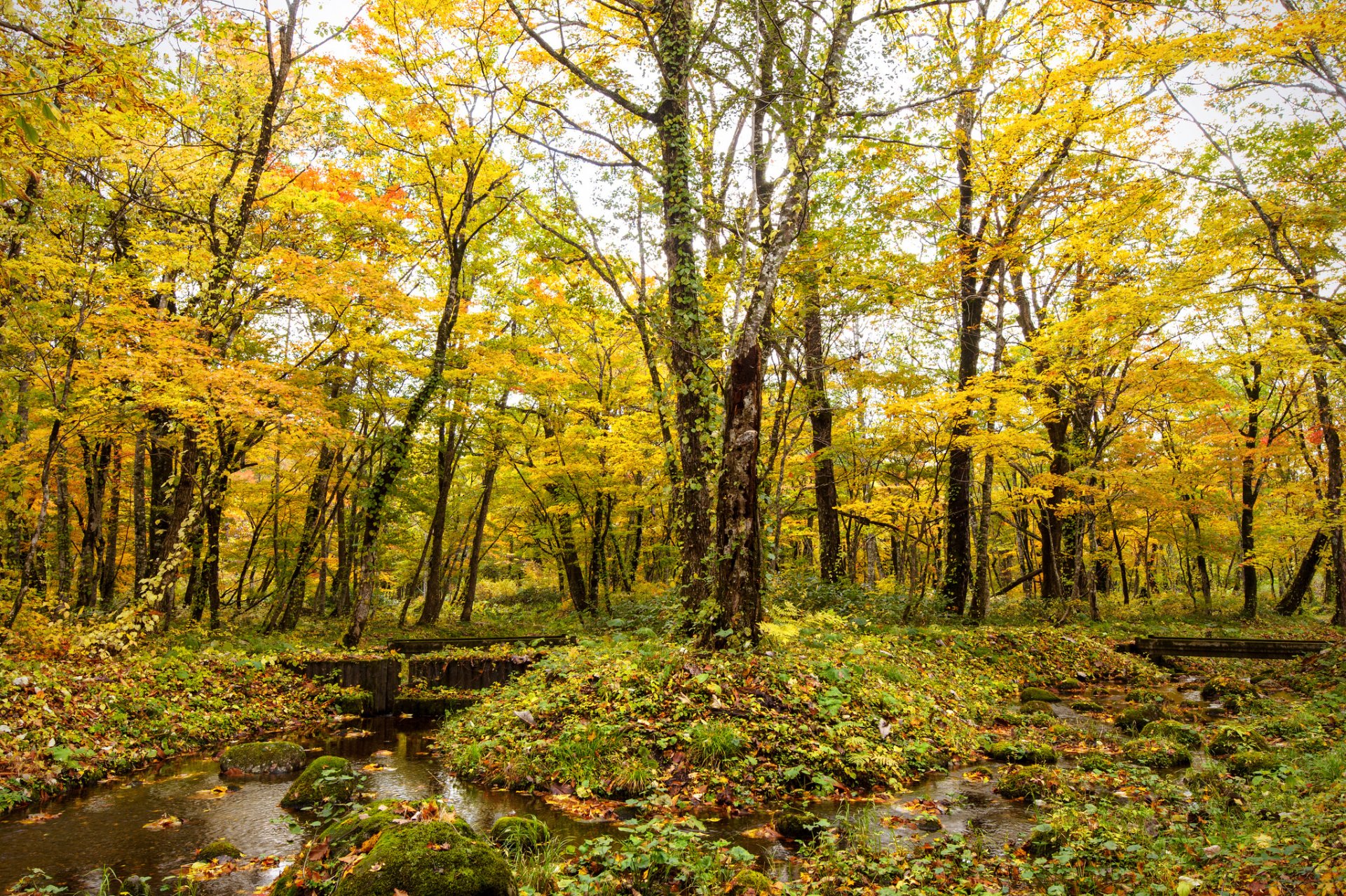 herbst wald bach