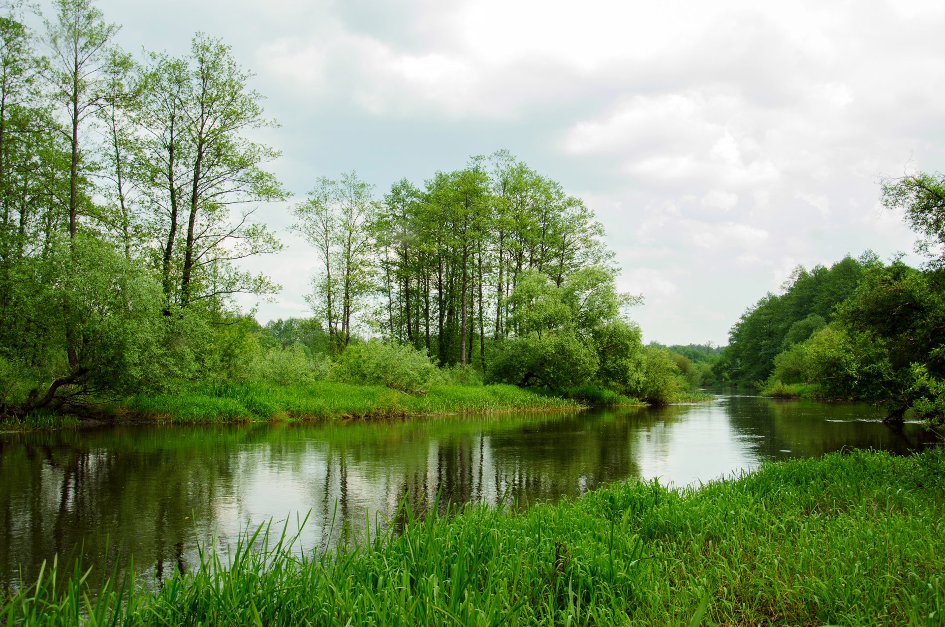 fiume foresta alberi cespugli erba canne verde riva