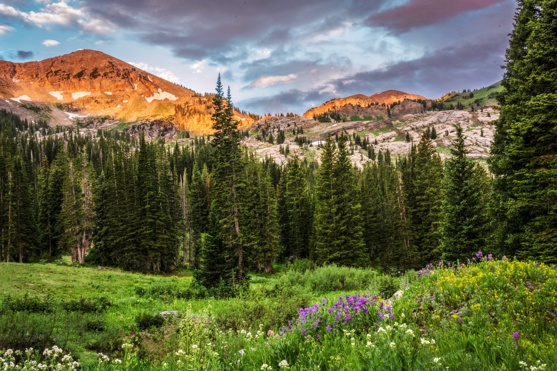 albion-becken utah usa berge felsen bäume wald lichtung blumen wolken natur
