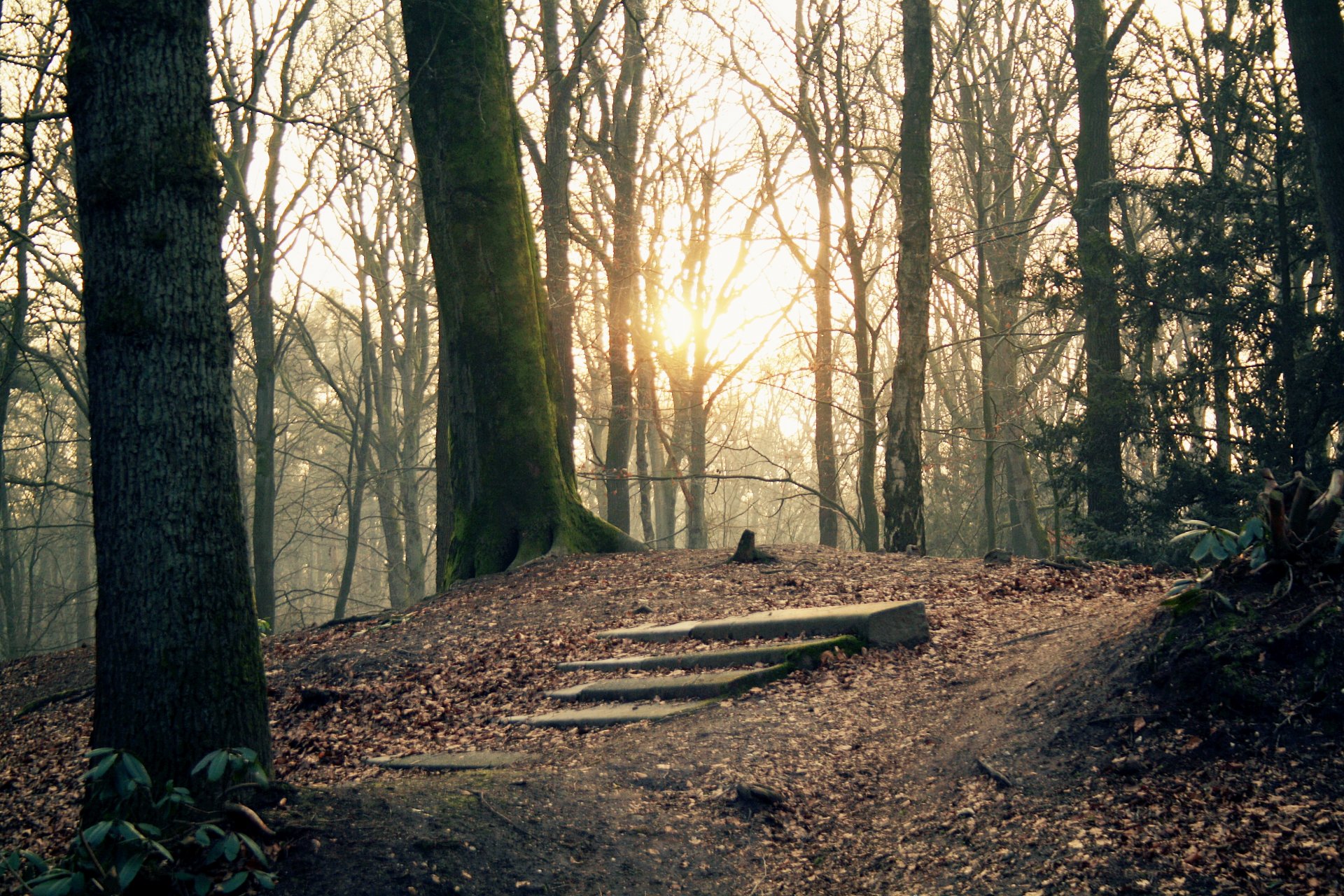 forêt marches arbres soleil