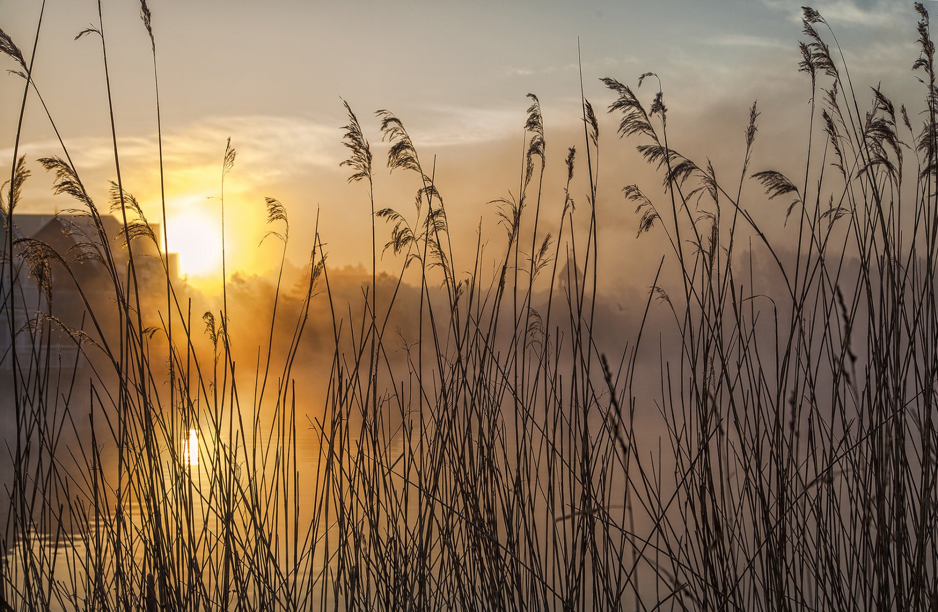 ciel nuages soleil coucher de soleil rivière plante herbe tige gros plan