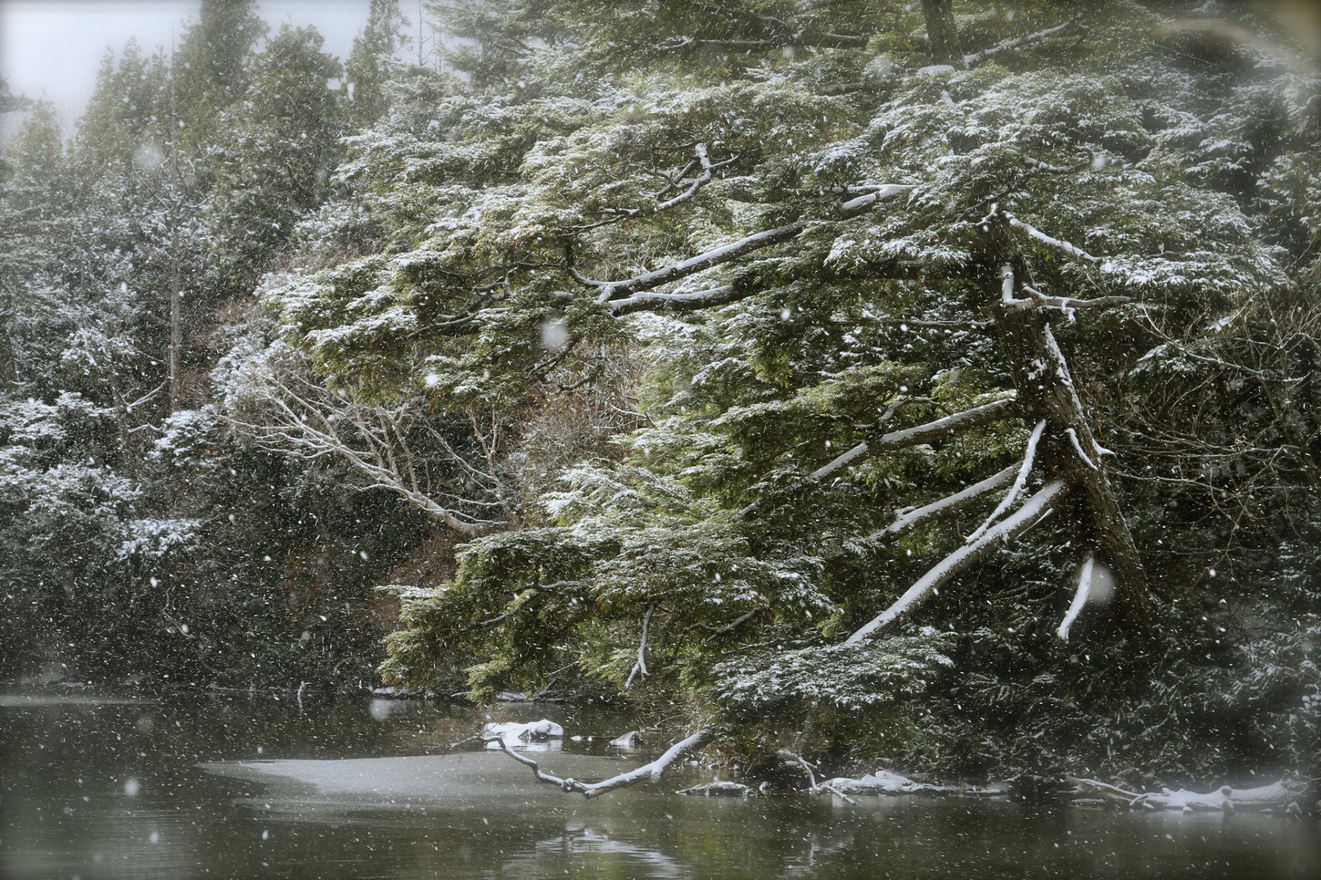 wald see schneefall