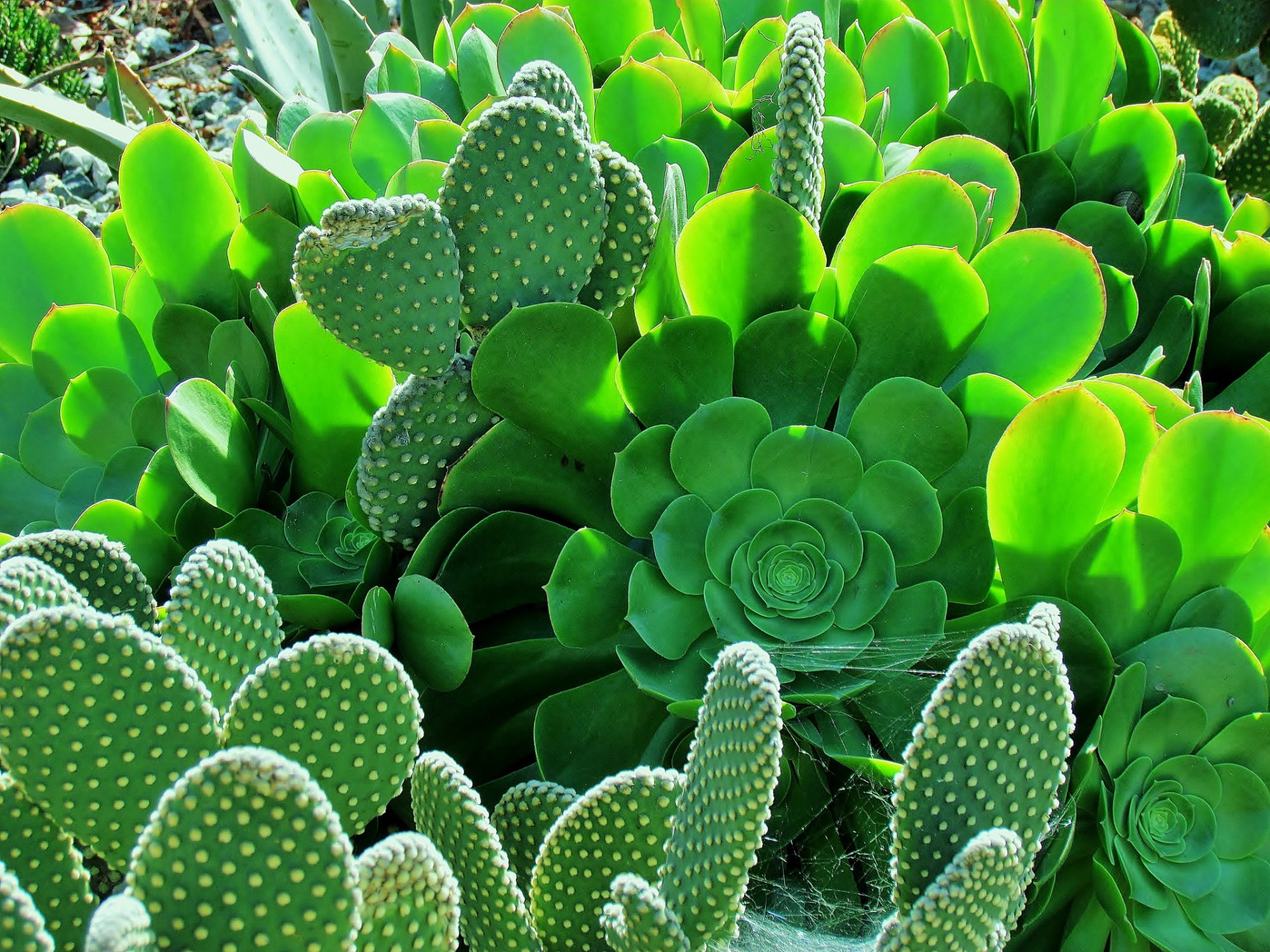 cactus hojas espinas jardín