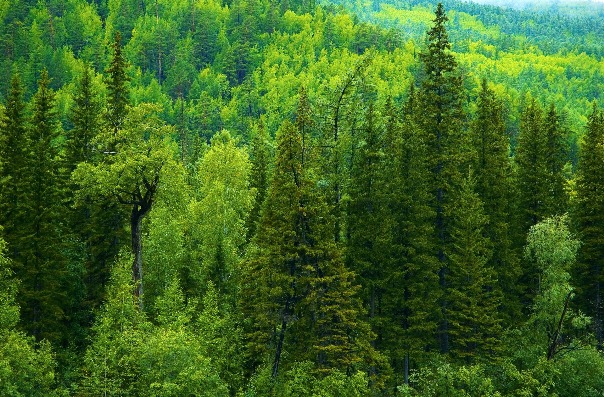 russland wald bäume fichten taiga grüns
