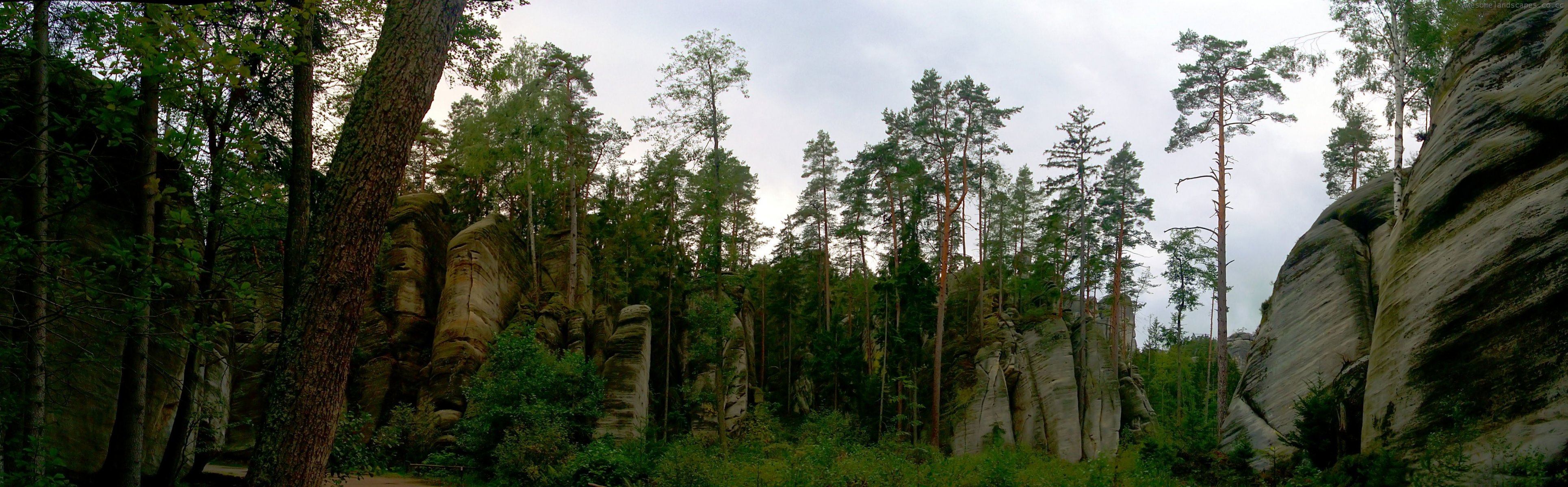 foresta alberi rocce rocce cespugli cielo verde