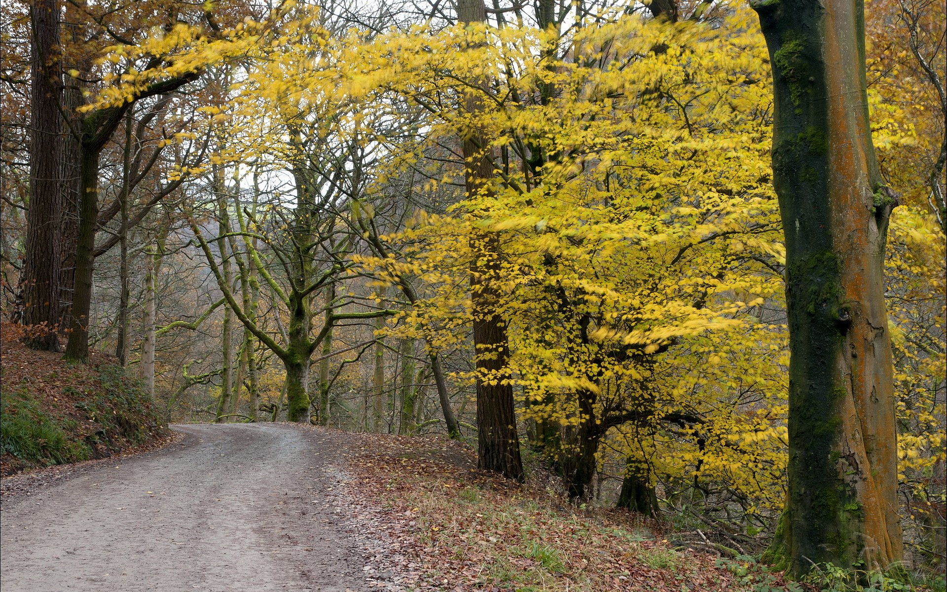carretera otoño naturaleza