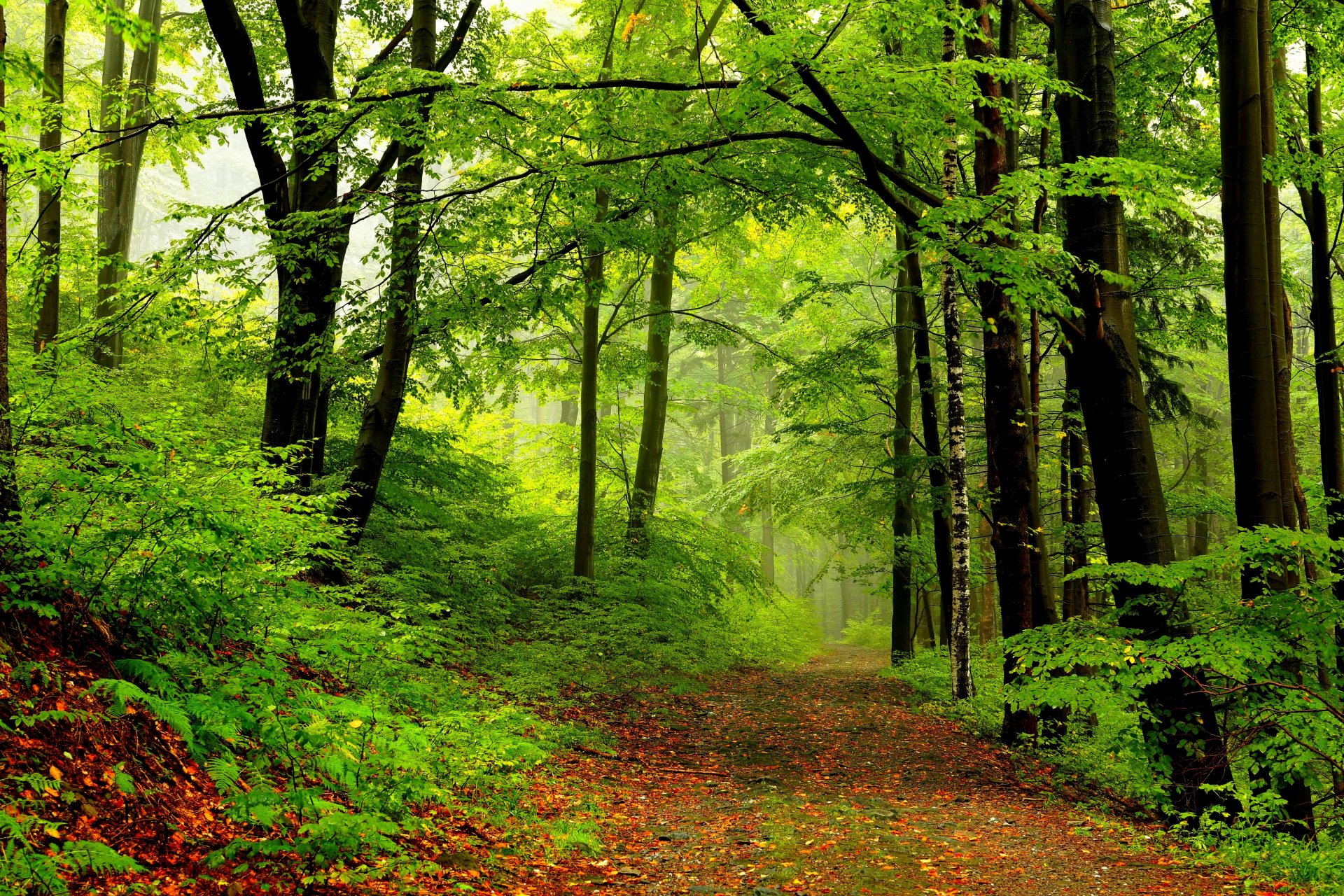 nature printemps forêt parc arbres route promenade printemps