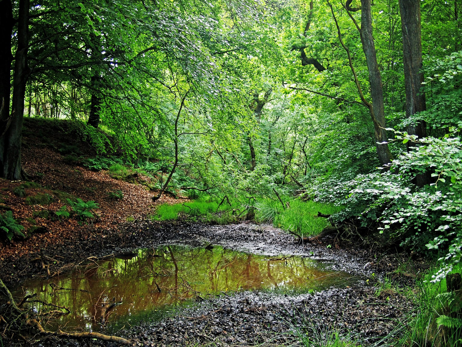 foresta alberi erba estate