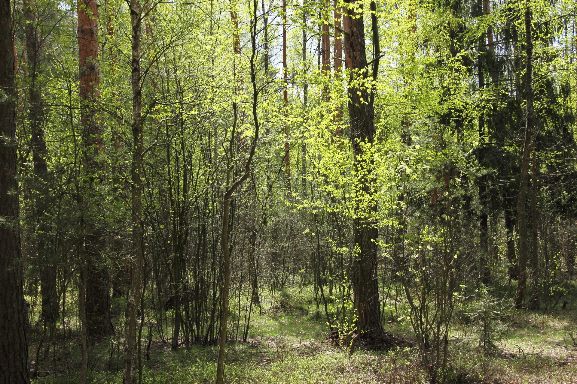 las wiosna drzewa obrzeża słonecznie jasno wczesna wiosna zieleń zieleń natura radośnie