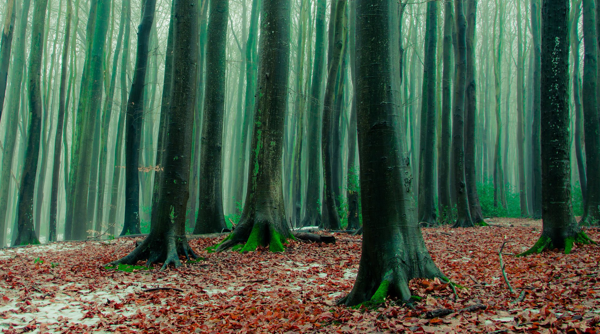 foresta alberi foglie caduti gelo autunno tardo