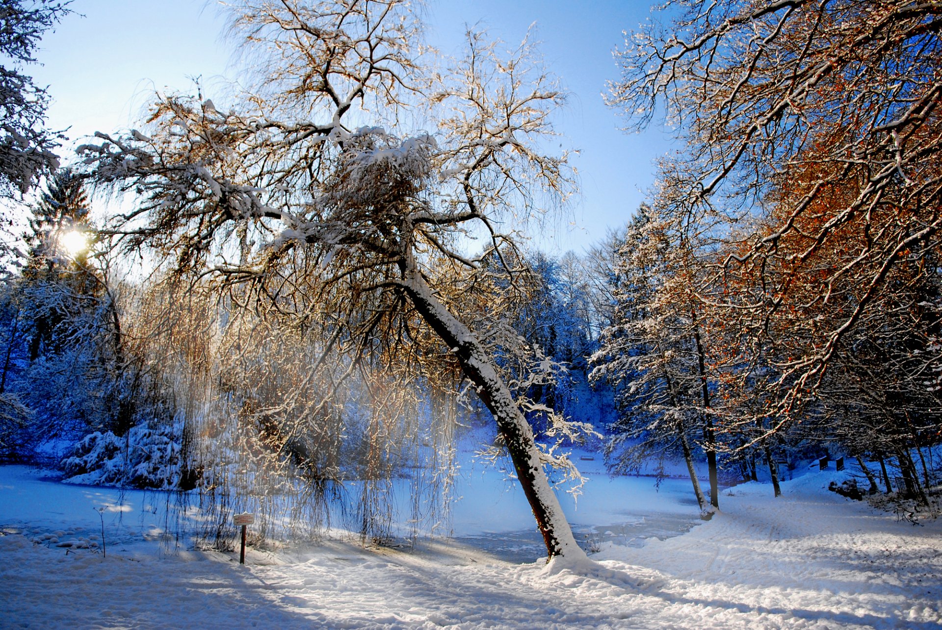 las zima drzewa strumień śnieg
